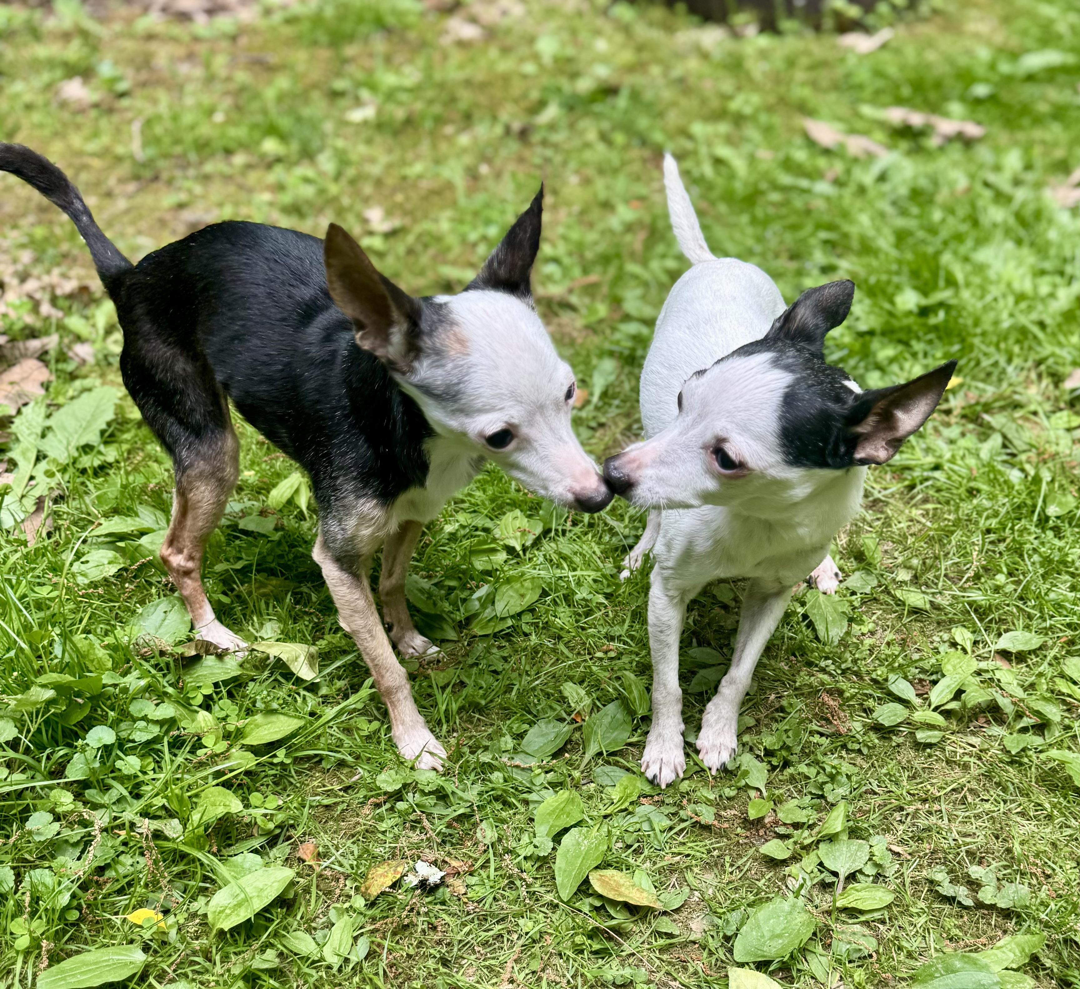 Jingles & Scrappy, a Adoptable Toy Fox Terrier in Bradfordwoods, PA image 1/6