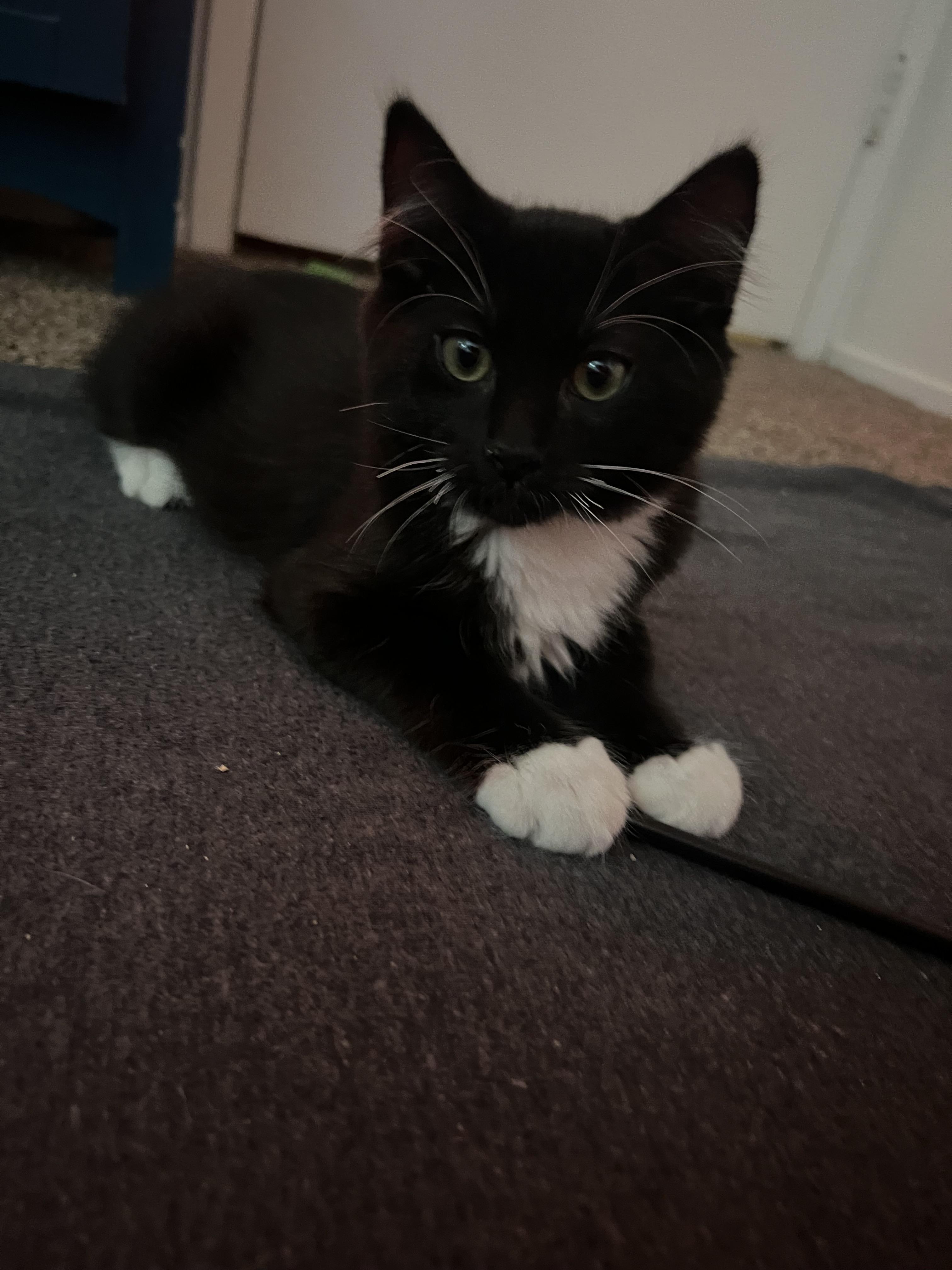 Winston, a Adoptable Domestic Short Hair in Diamond Springs, CA image 1/6