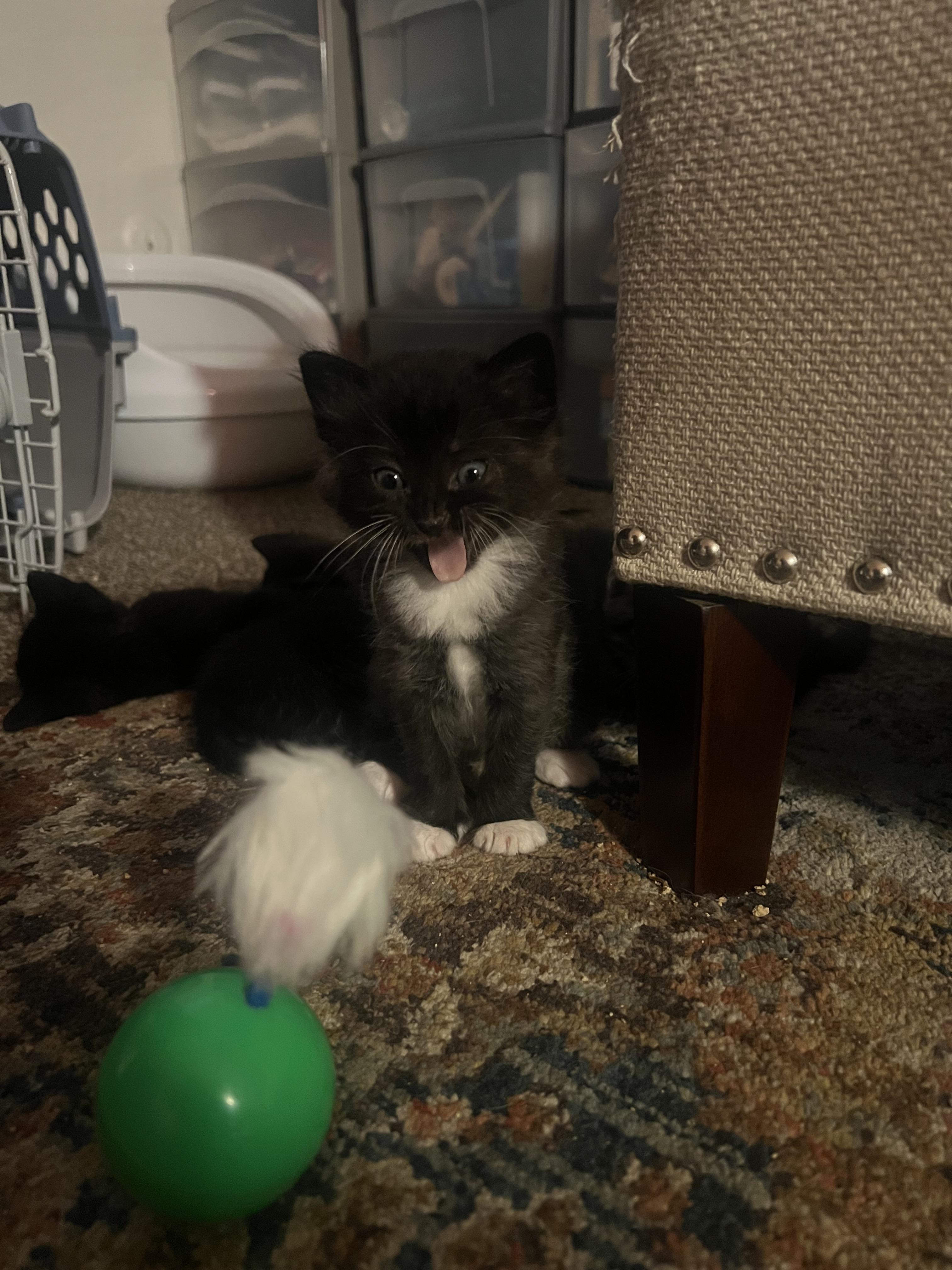 Winston, a Adoptable Domestic Short Hair in Diamond Springs, CA image 2/6