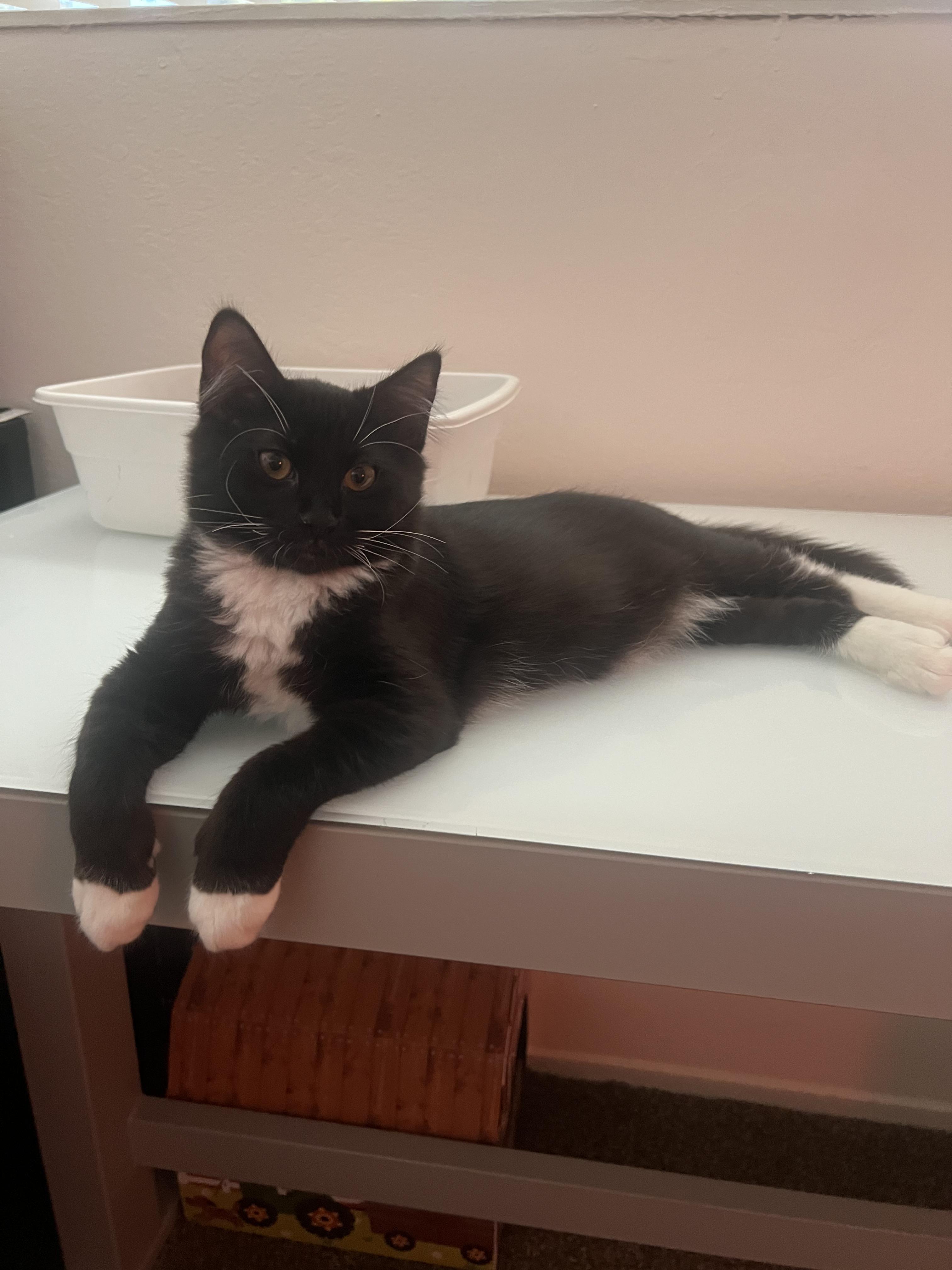 Winston, a Adoptable Domestic Short Hair in Diamond Springs, CA image 4/6