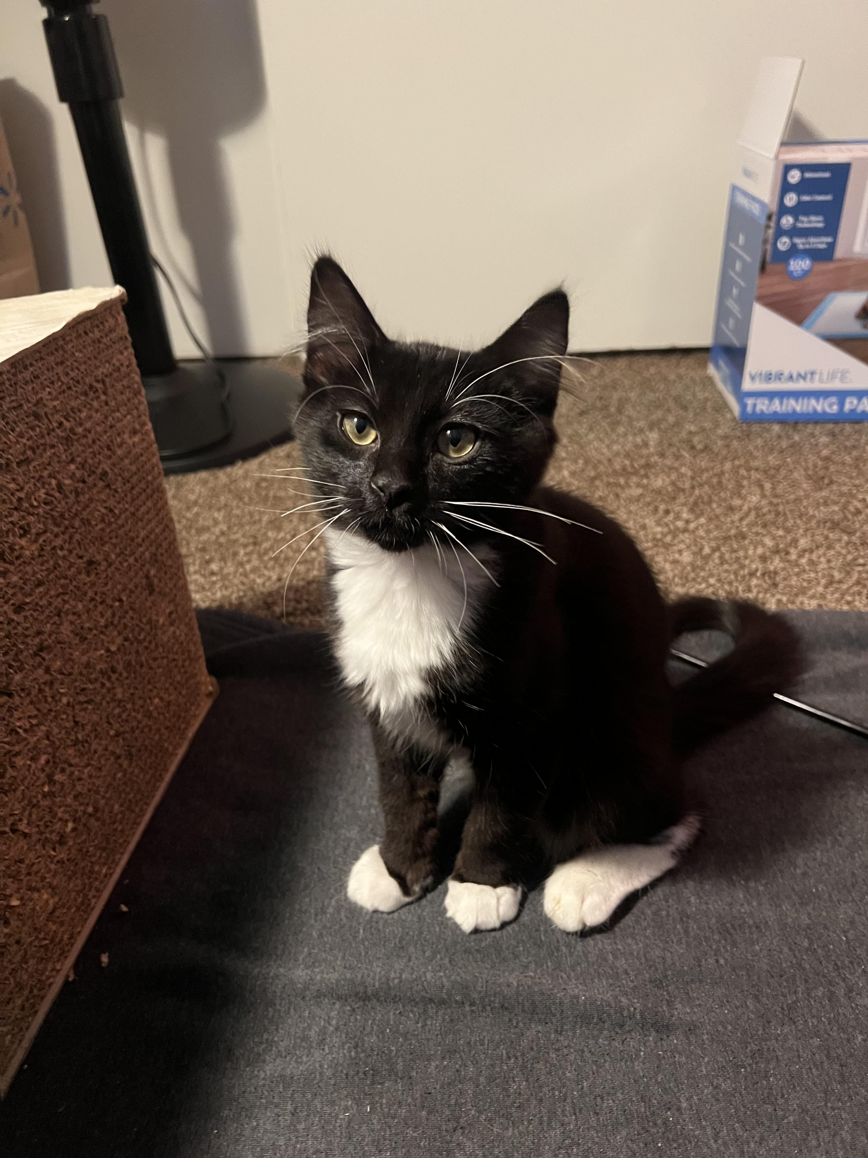 Winston, a Adoptable Domestic Short Hair in Diamond Springs, CA image 5/6