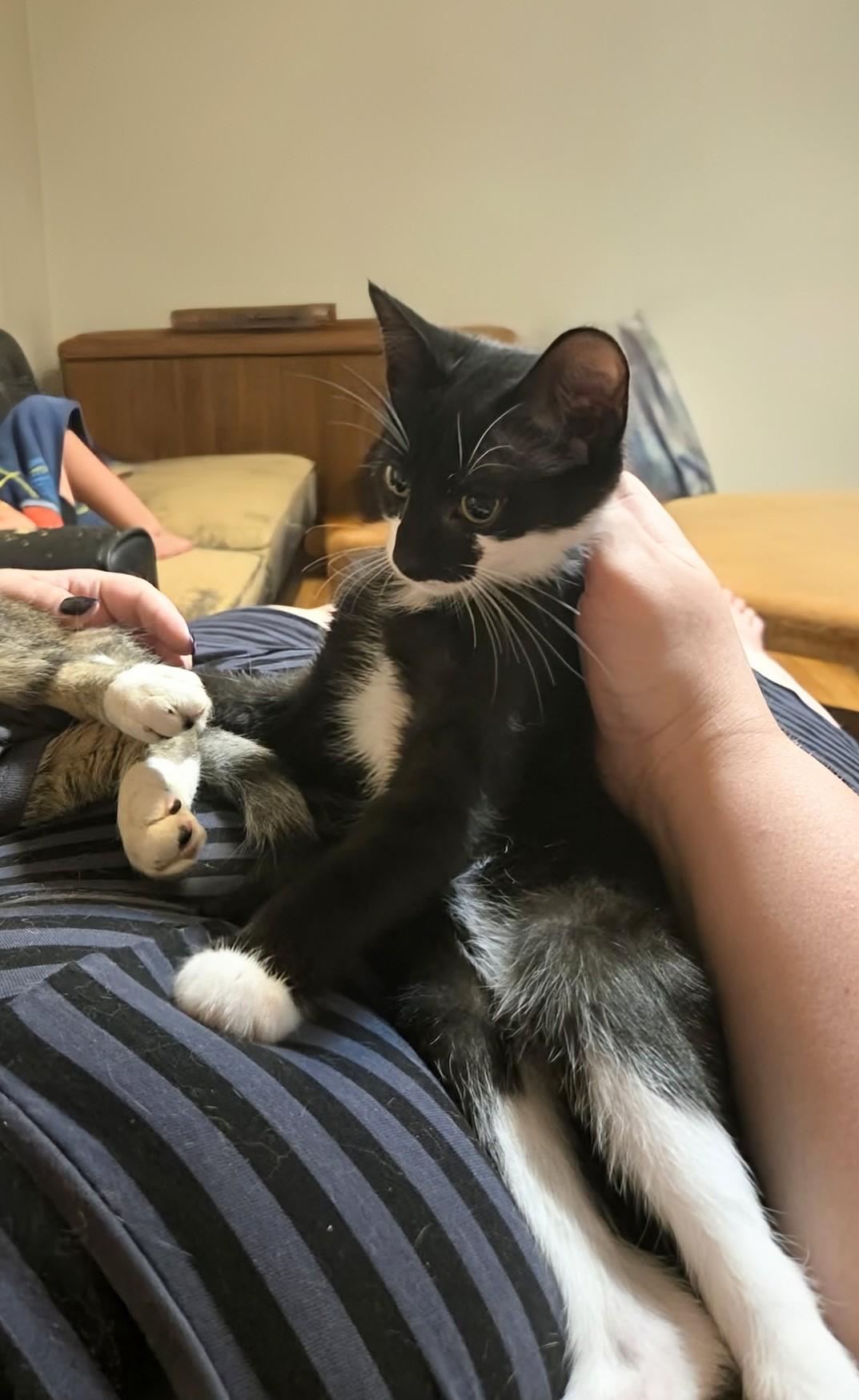 Enlarge Rascal, a ADOPTABLE Domestic Short Hair in Winnipeg, MB image 2/5
