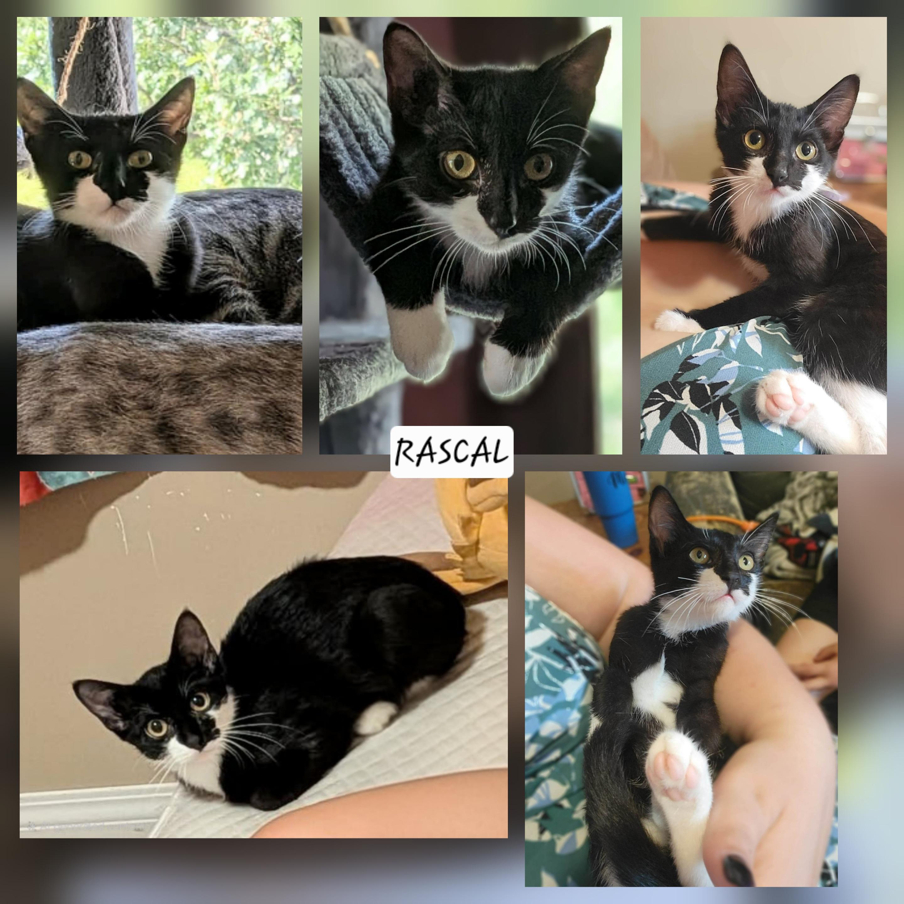 Enlarge Rascal, a ADOPTABLE Domestic Short Hair in Winnipeg, MB image 5/5