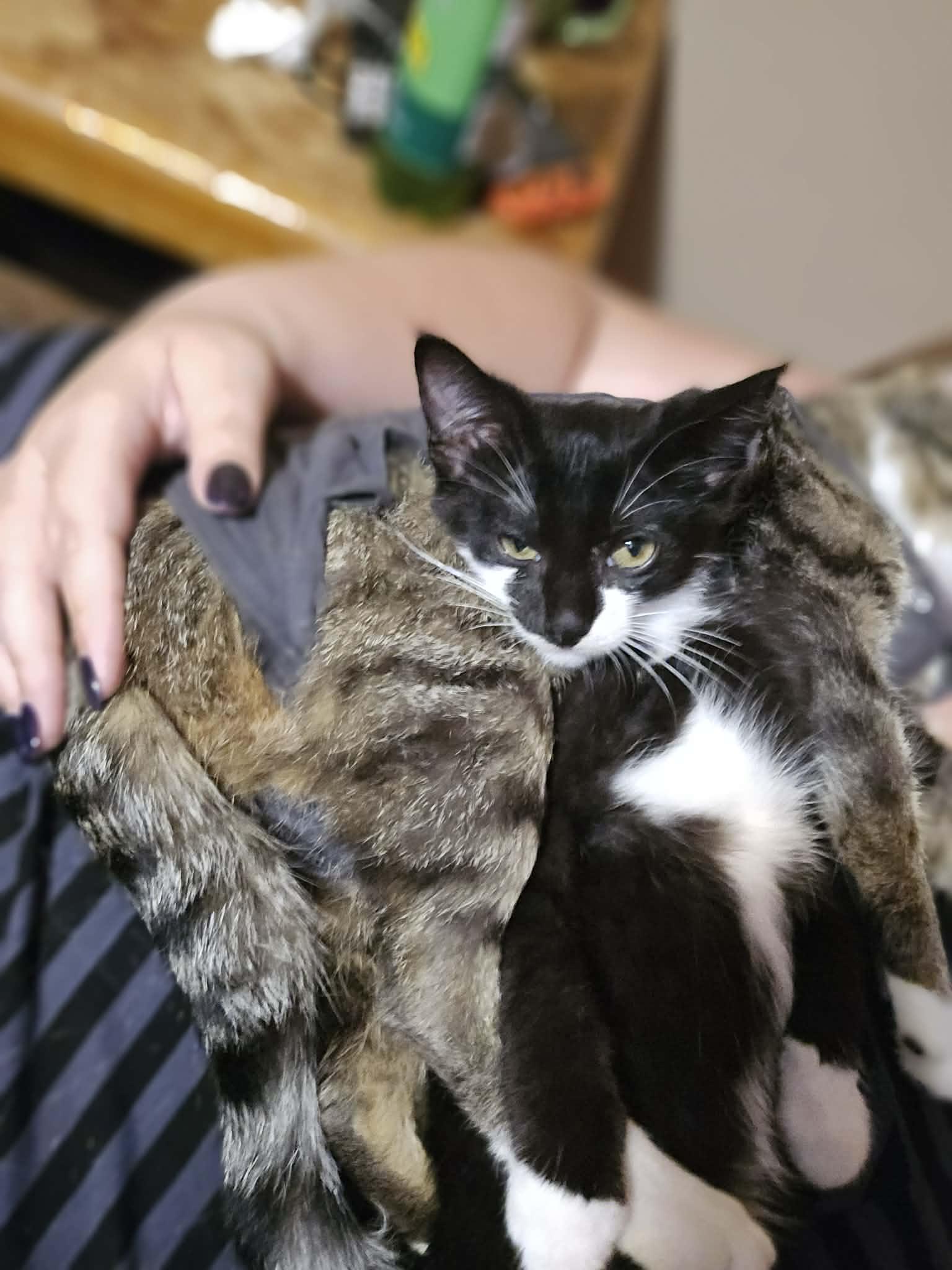 Enlarge Rascal, a ADOPTABLE Domestic Short Hair in Winnipeg, MB image 3/5