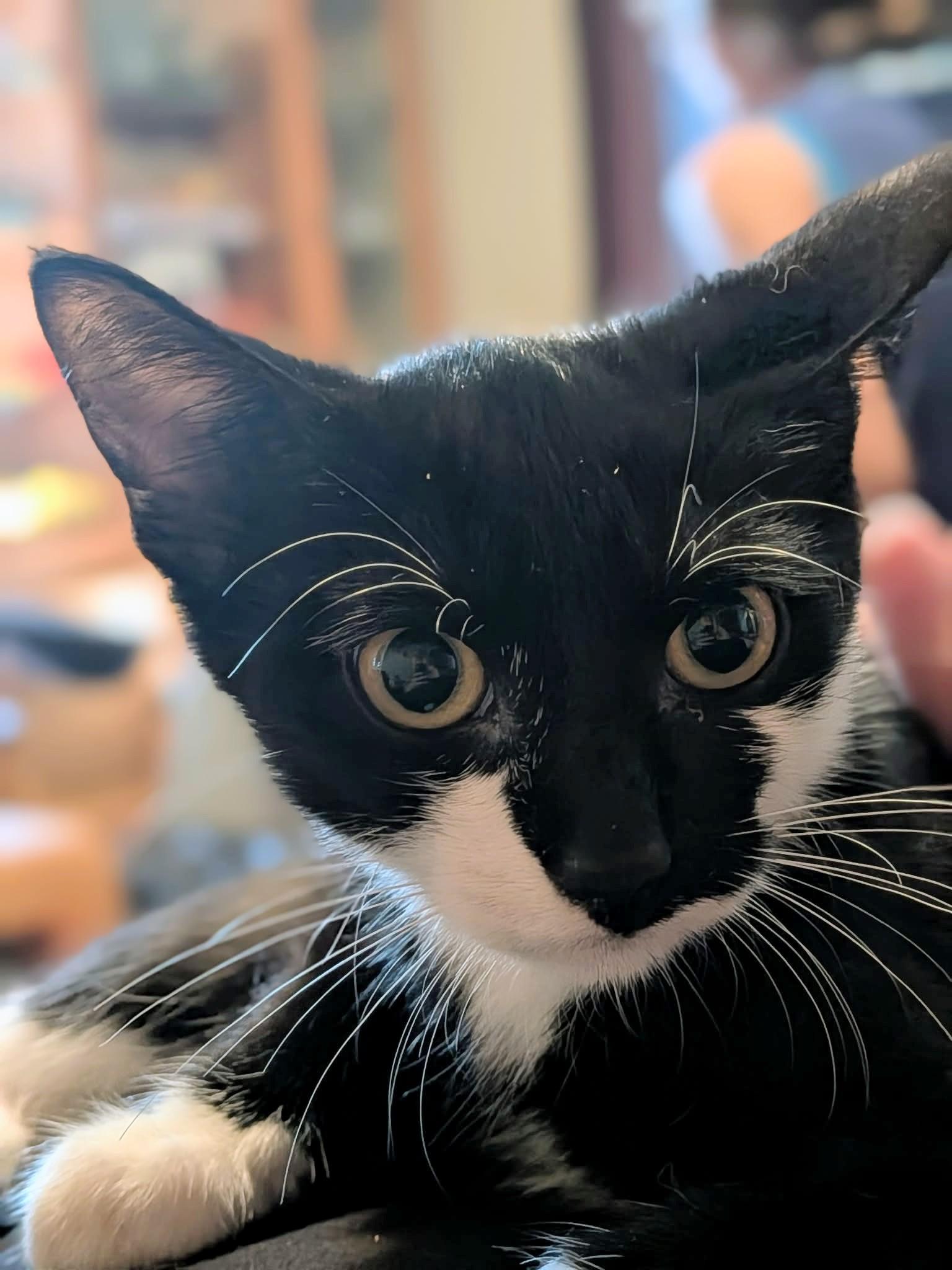 Enlarge Rascal, a ADOPTABLE Domestic Short Hair in Winnipeg, MB image 4/5