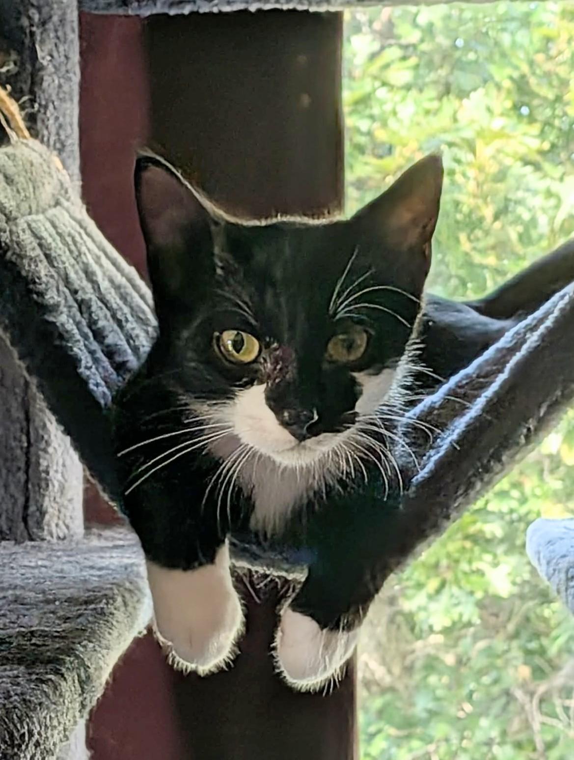 Rascal, ADOPTABLE, Kitten Male Domestic Short Hair.