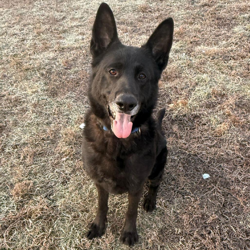Jude, a Adoptable Mixed Breed in Tipton, IN image 2/6