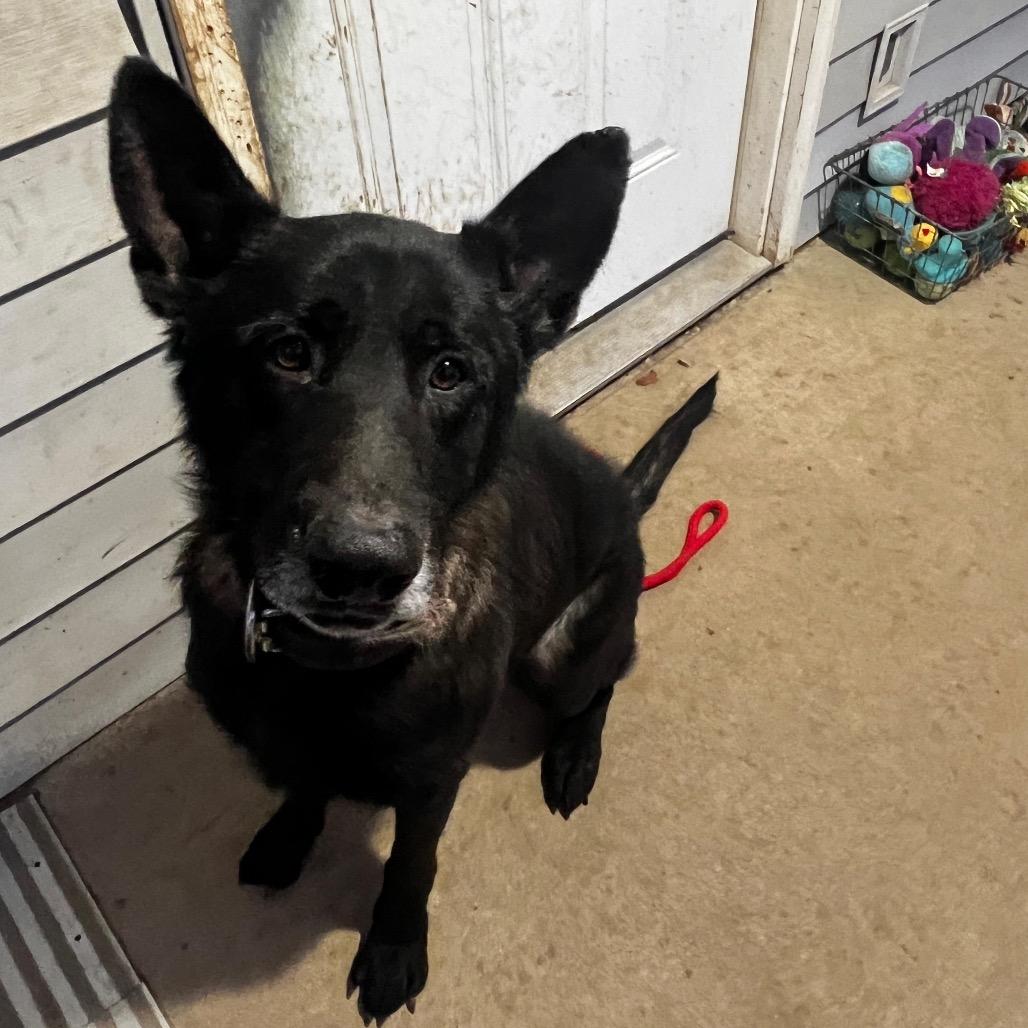 Jude, a Adoptable Mixed Breed in Tipton, IN image 2/6