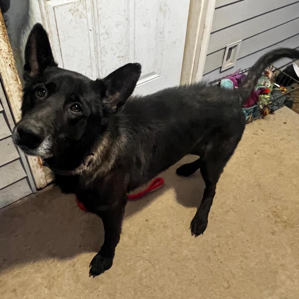 Jude, a Adoptable Mixed Breed in Tipton, IN image 3/6