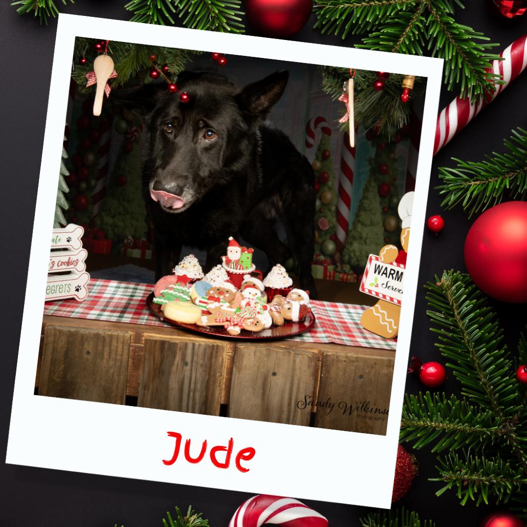 Jude, a Adoptable Mixed Breed in Tipton, IN image 4/6