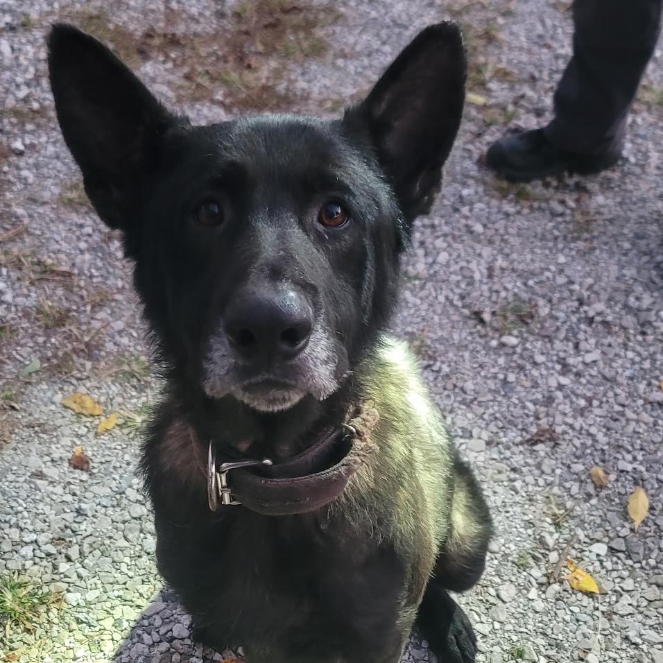 Jude, a Adoptable Mixed Breed in Tipton, IN image 5/6