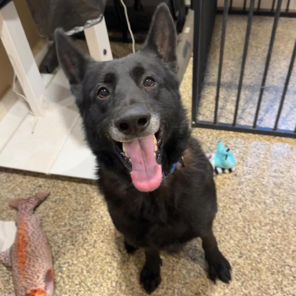 Jude, a Adoptable Mixed Breed in Tipton, IN image 6/6