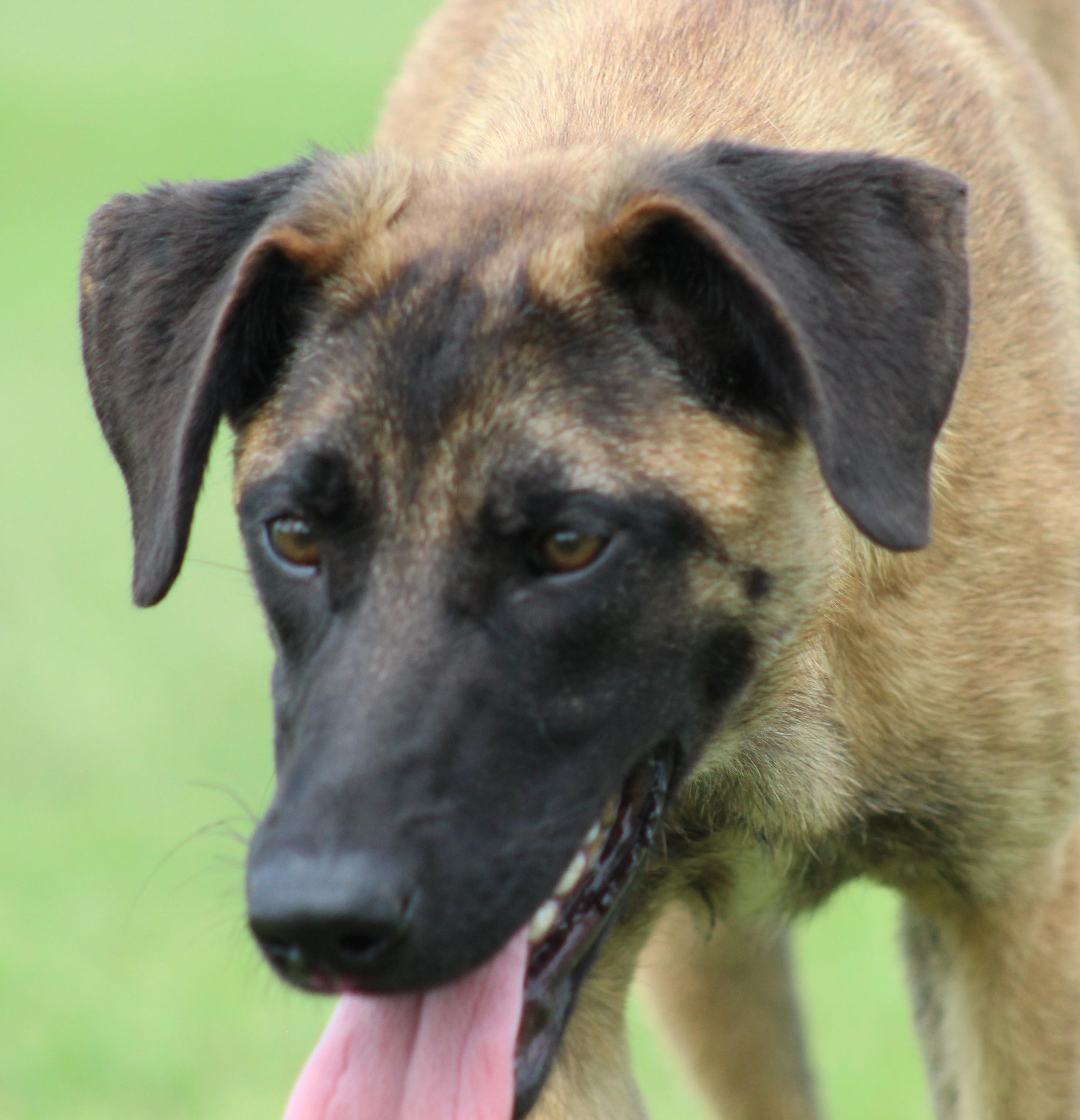 Enlarge Arya, a ADOPTABLE mixed breed in Temple, TX image 4/5