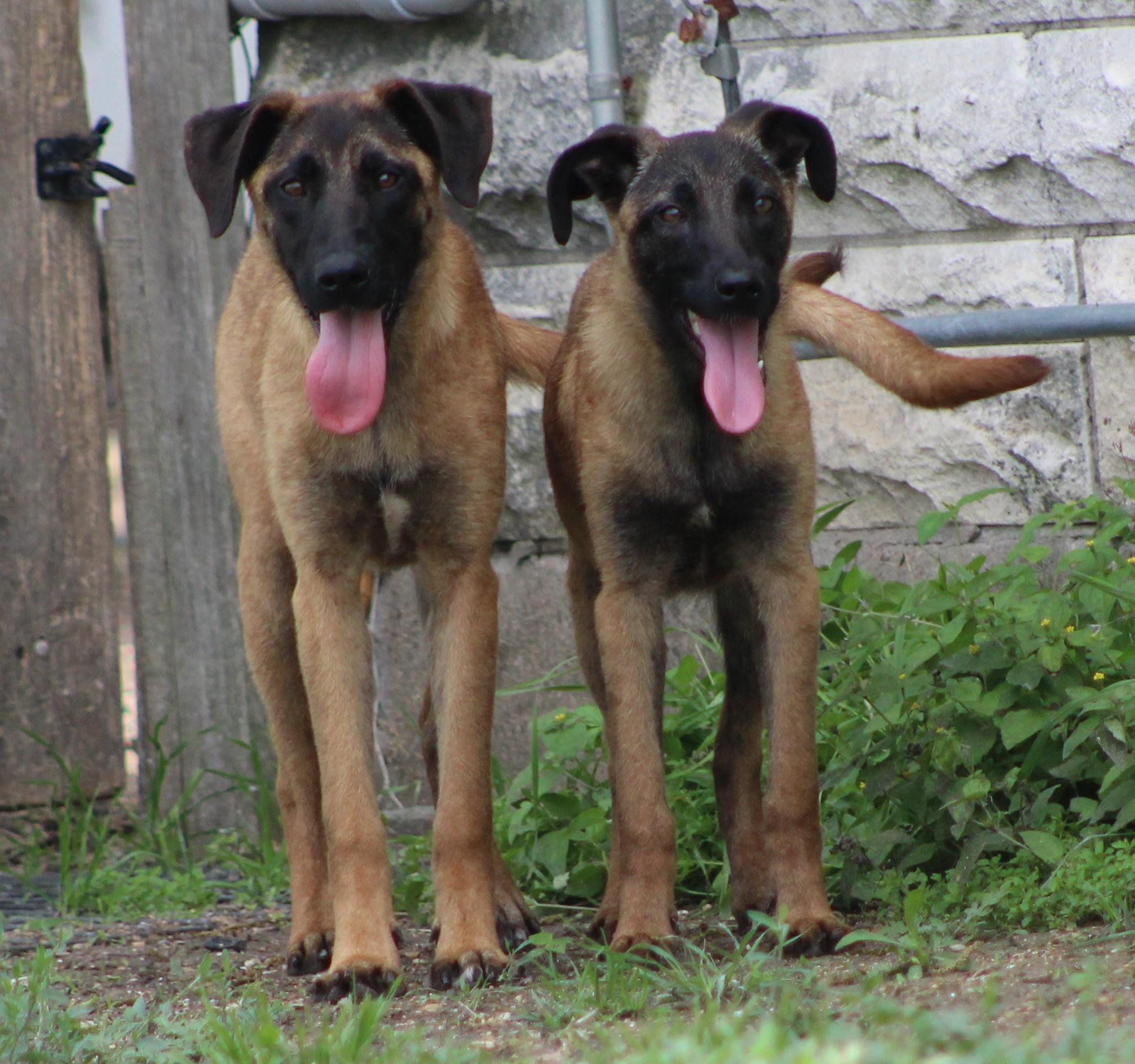 Enlarge Arya, a ADOPTABLE mixed breed in Temple, TX image 2/5