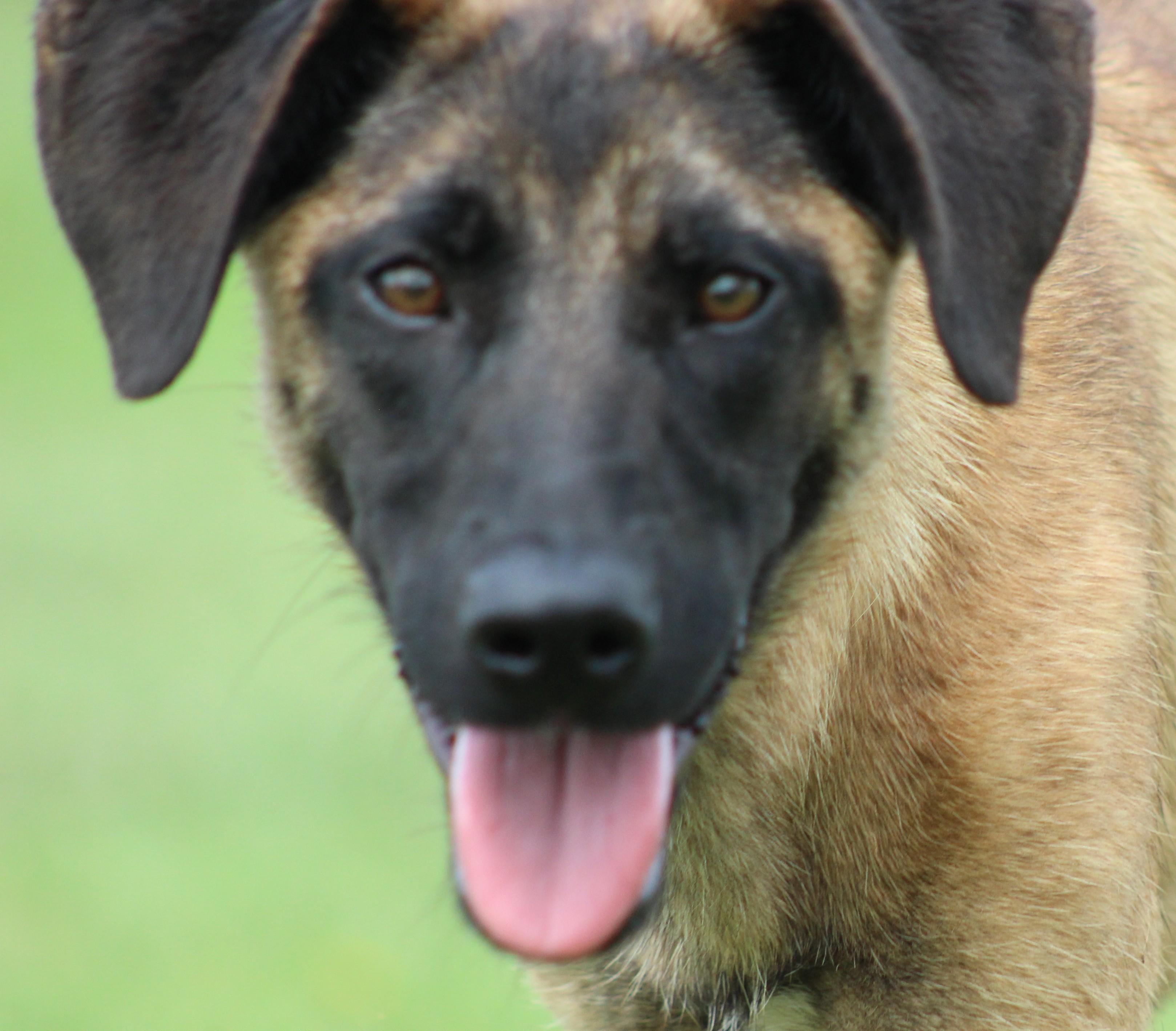 Arya, ADOPTABLE, Young Female Belgian Shepherd / Malinois & Mixed Breed.