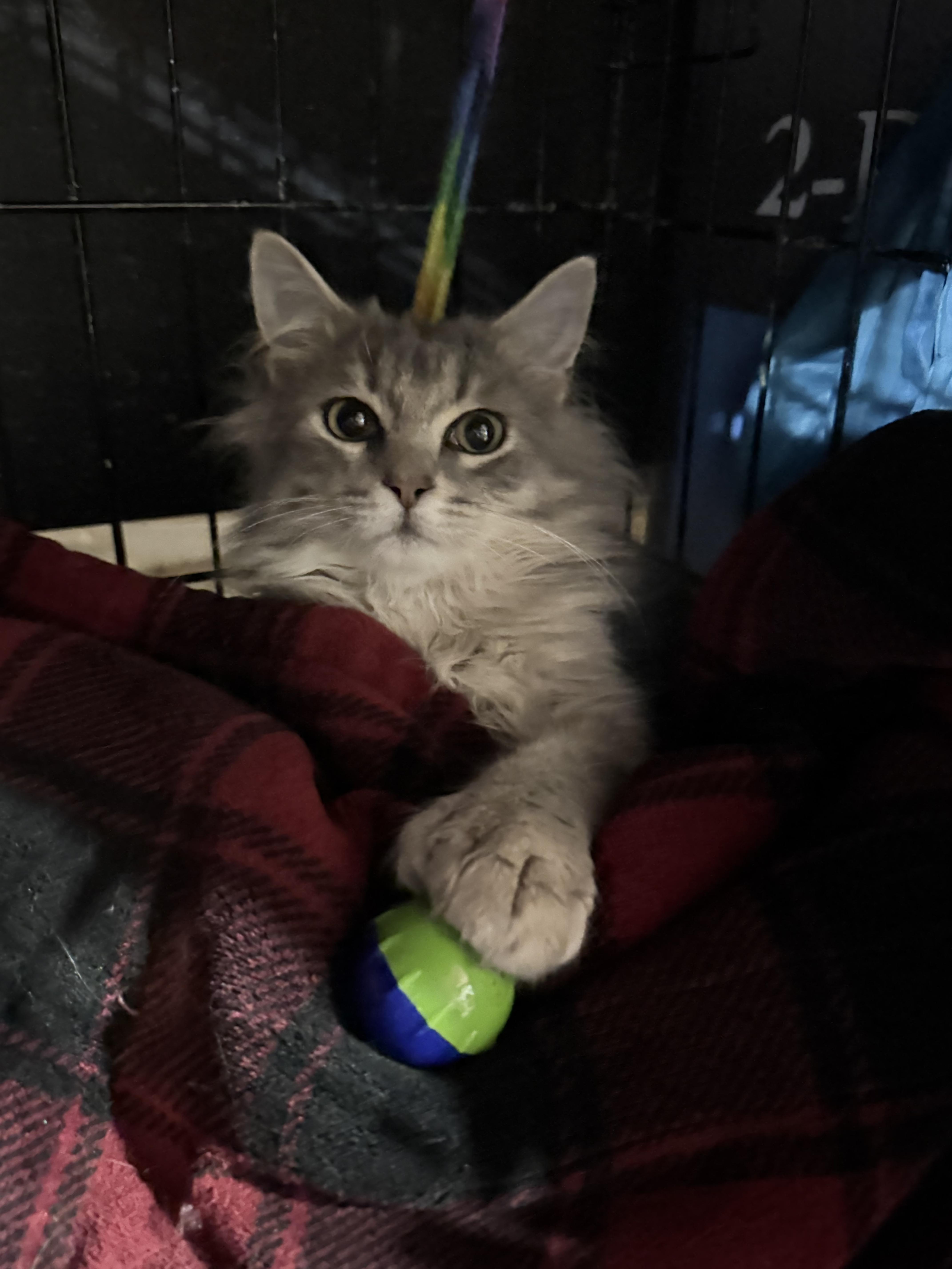 Poly D, adopted, Kitten Male Domestic Long Hair.