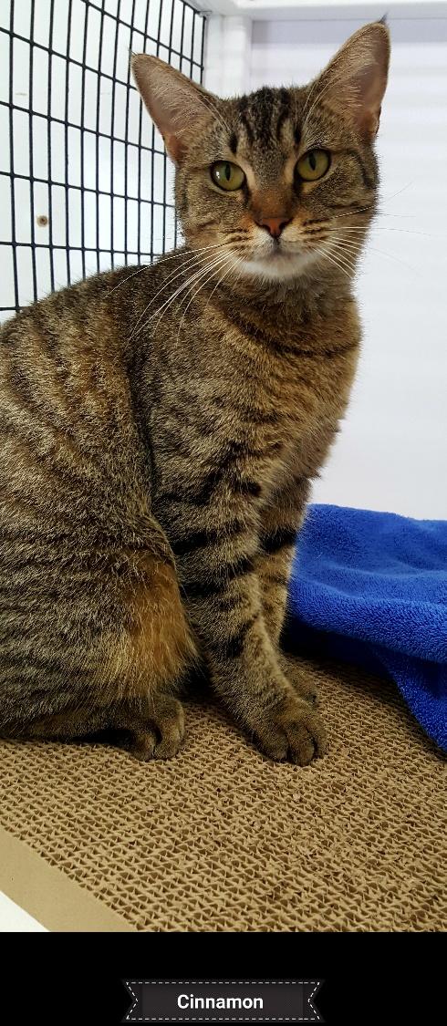 Cinnamon, a Adoptable Domestic Short Hair in Key Largo, FL image 1/4