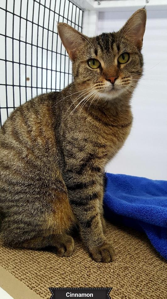 Cinnamon, a Adoptable Domestic Short Hair in Key Largo, FL image 2/4