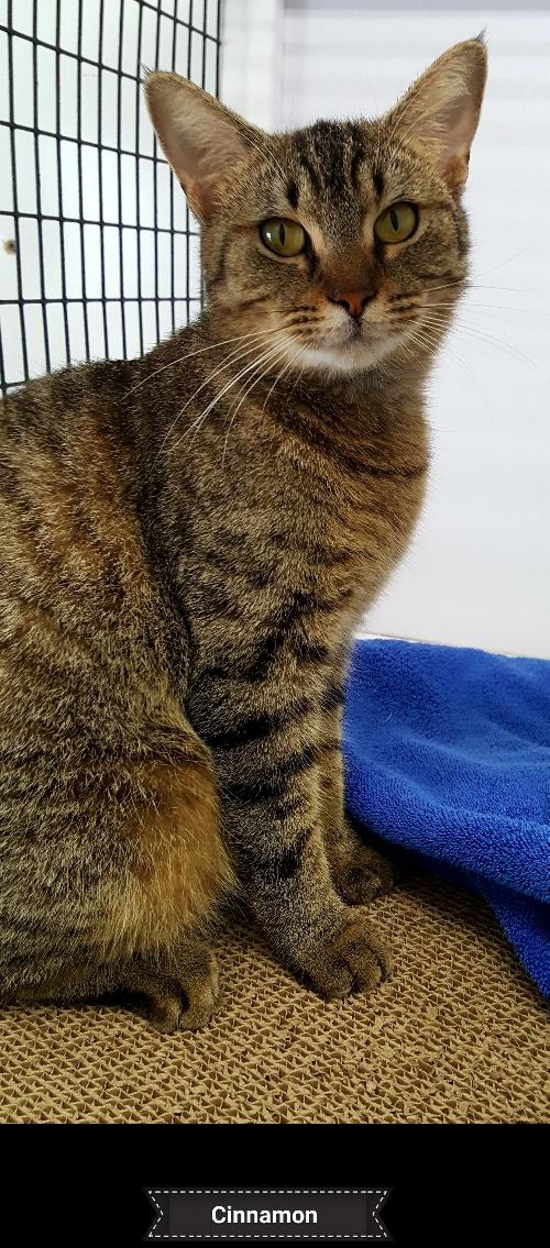 Cinnamon, a Adoptable Domestic Short Hair in Key Largo, FL image 3/4