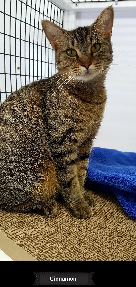 Cinnamon, a Adoptable Domestic Short Hair in Key Largo, FL image 4/4