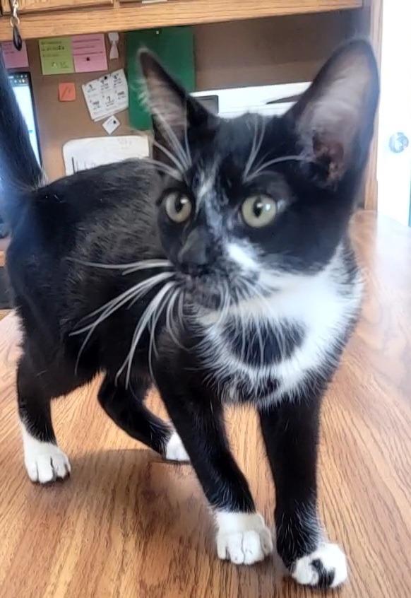 Enlarge Maverick, a Adoptable Domestic Short Hair in Huntsville, TX image 1/1