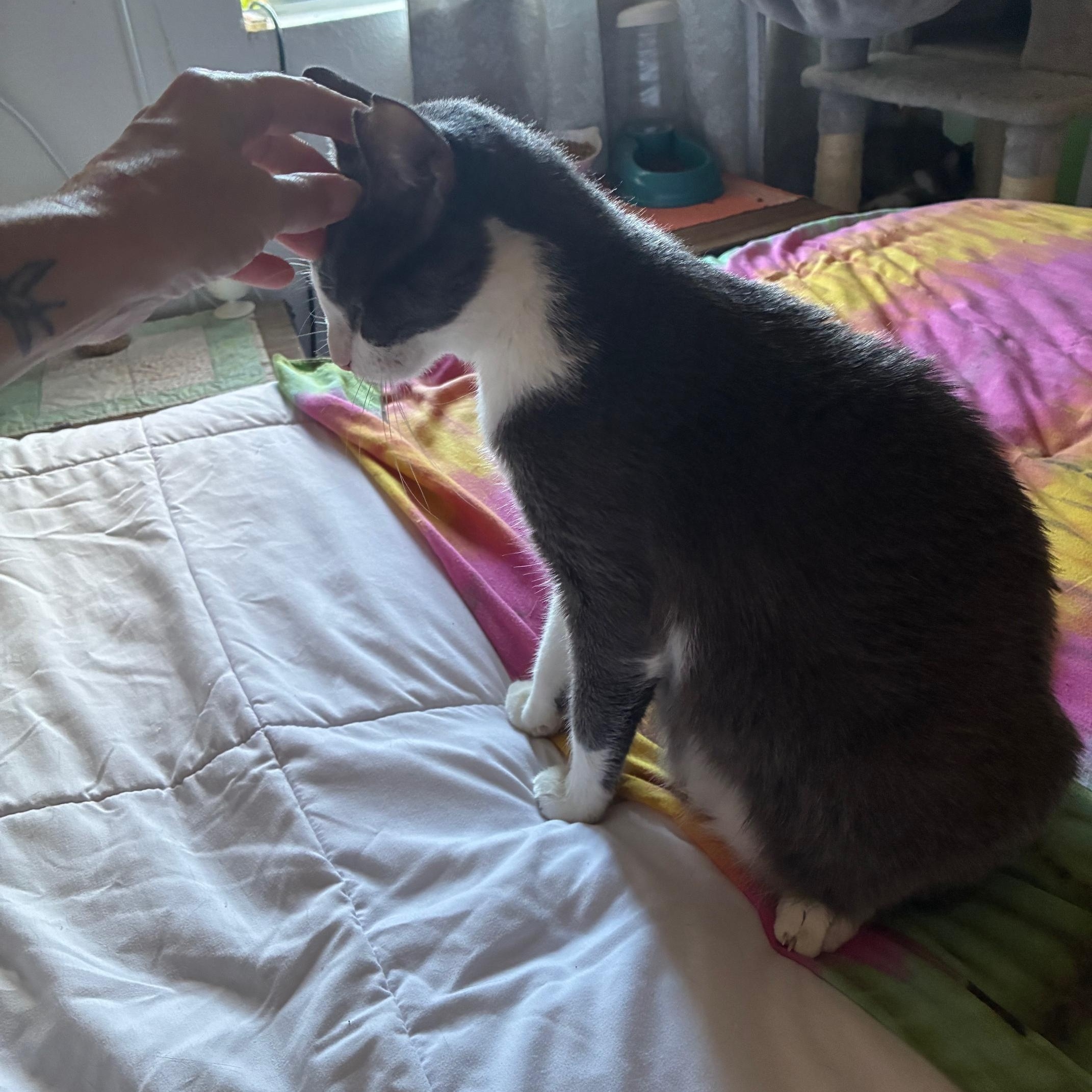 Dougie, a Adoptable Domestic Short Hair in Honolulu, HI image 4/5