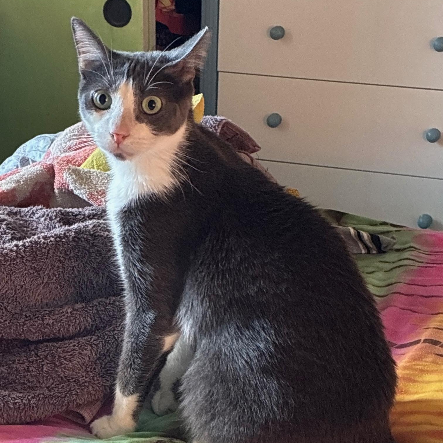 Dougie, a Adoptable Domestic Short Hair in Honolulu, HI image 1/5