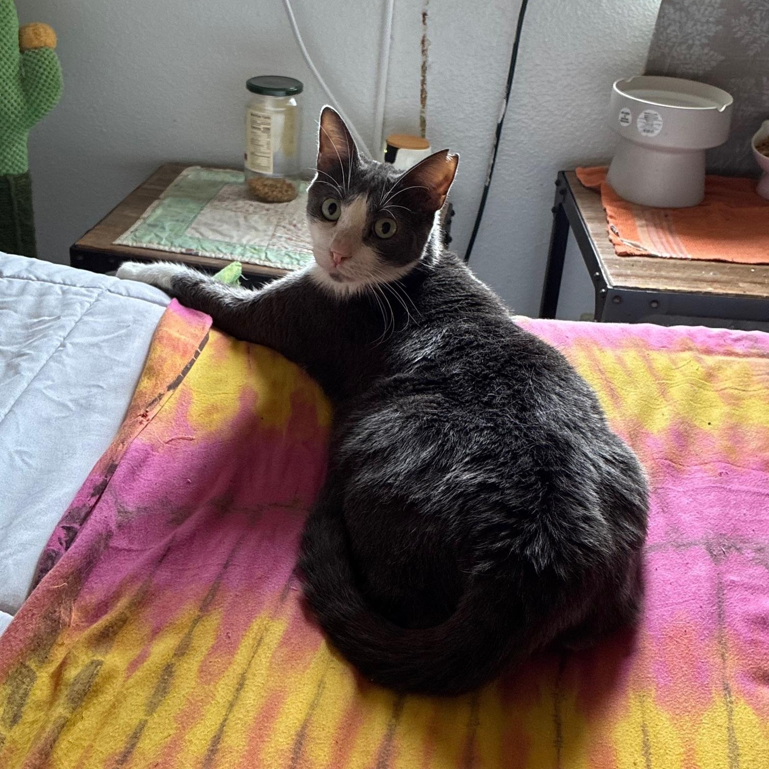 Dougie, a Adoptable Domestic Short Hair in Honolulu, HI image 2/5