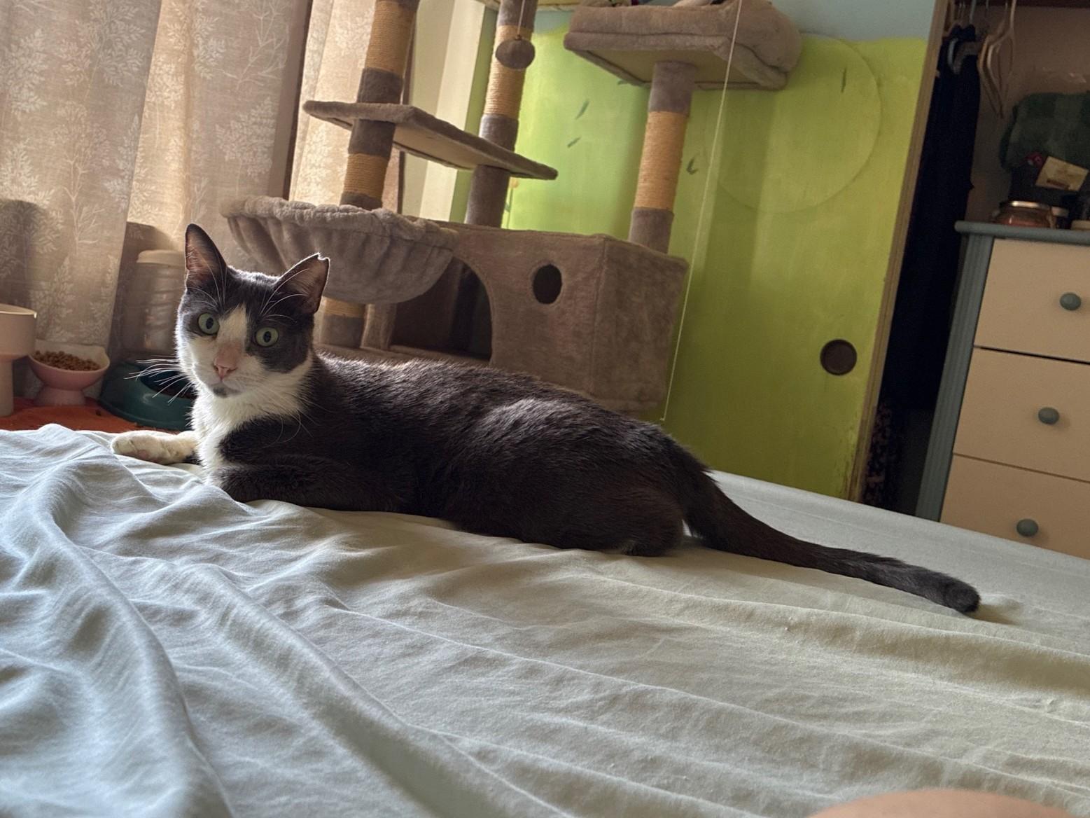 Dougie, a Adoptable Domestic Short Hair in Honolulu, HI image 3/5