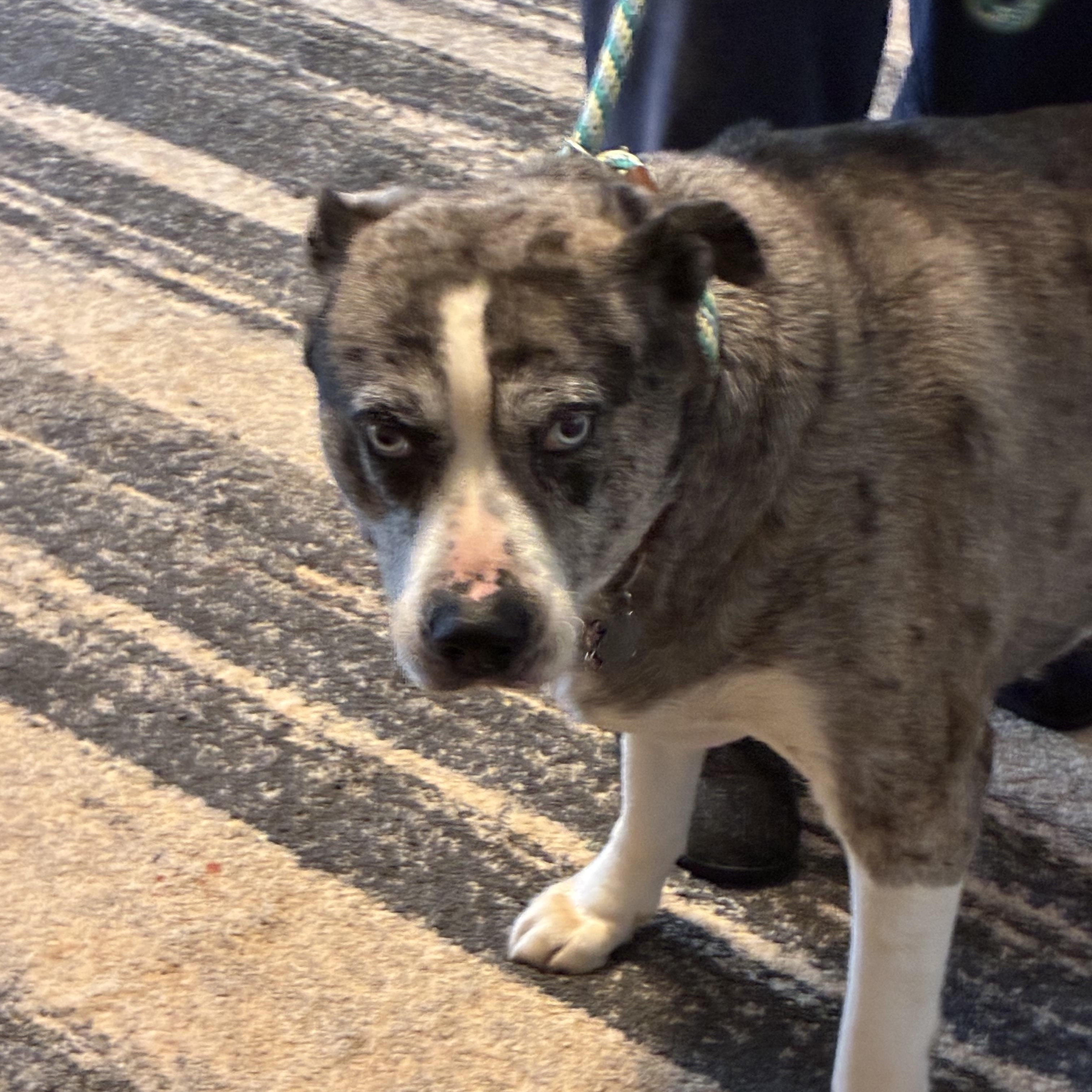 Enlarge Bella, a ADOPTABLE mixed breed in Woodruff, SC image 2/6
