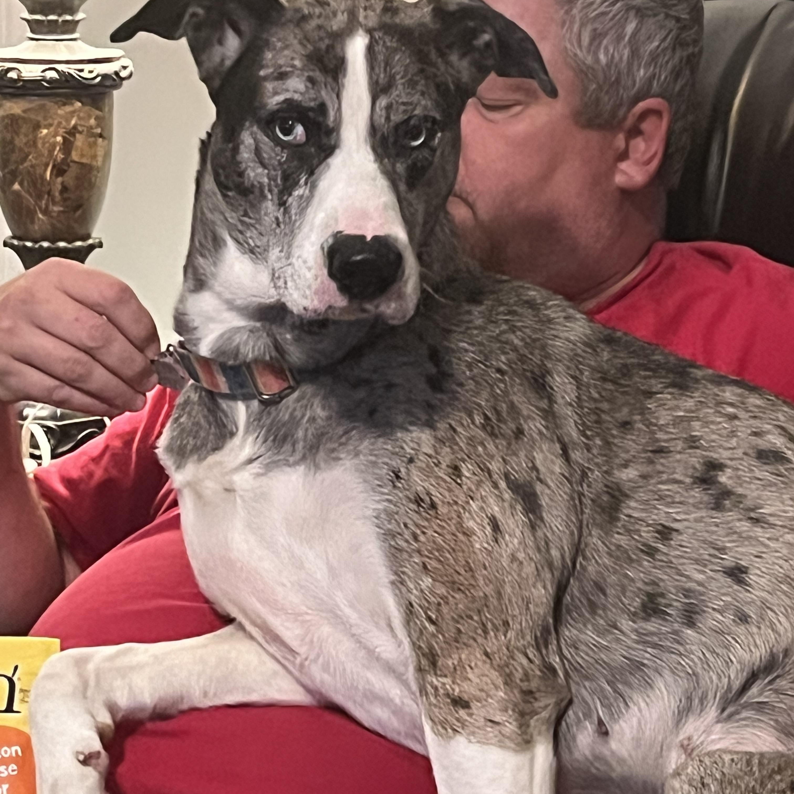 Bella, ADOPTABLE, Adult Female Great Dane & Siberian Husky.