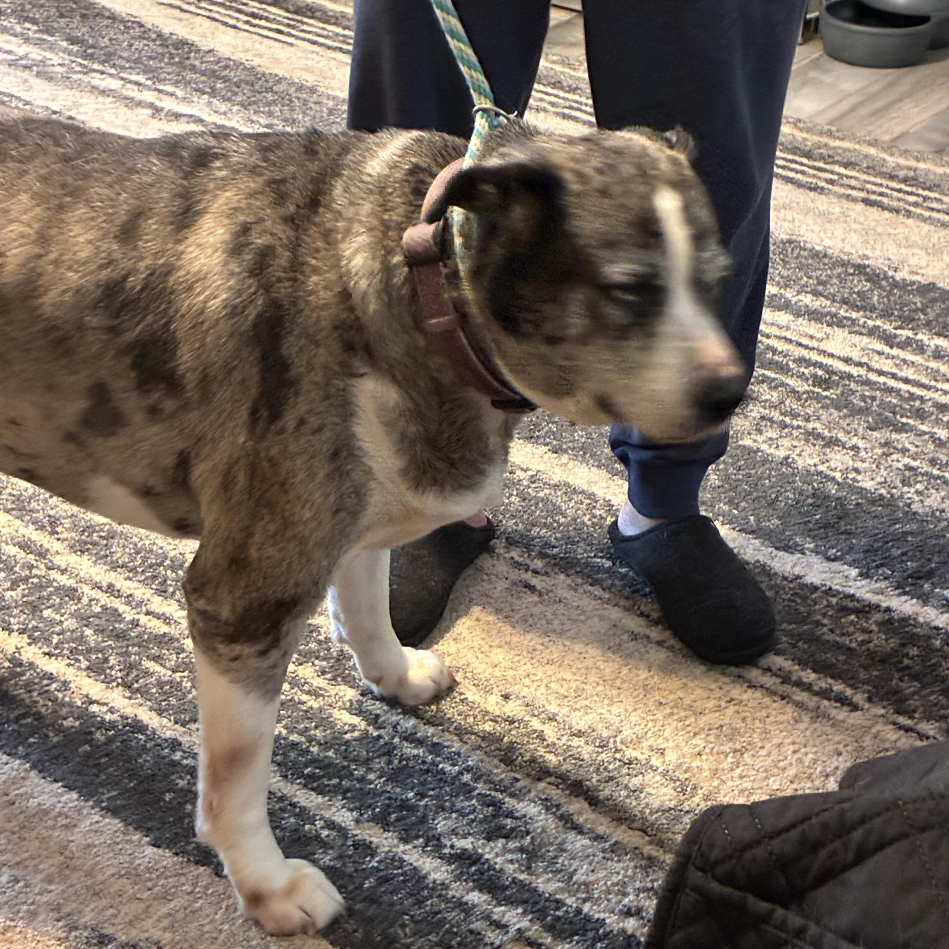 Enlarge Bella, a ADOPTABLE mixed breed in Woodruff, SC image 6/6