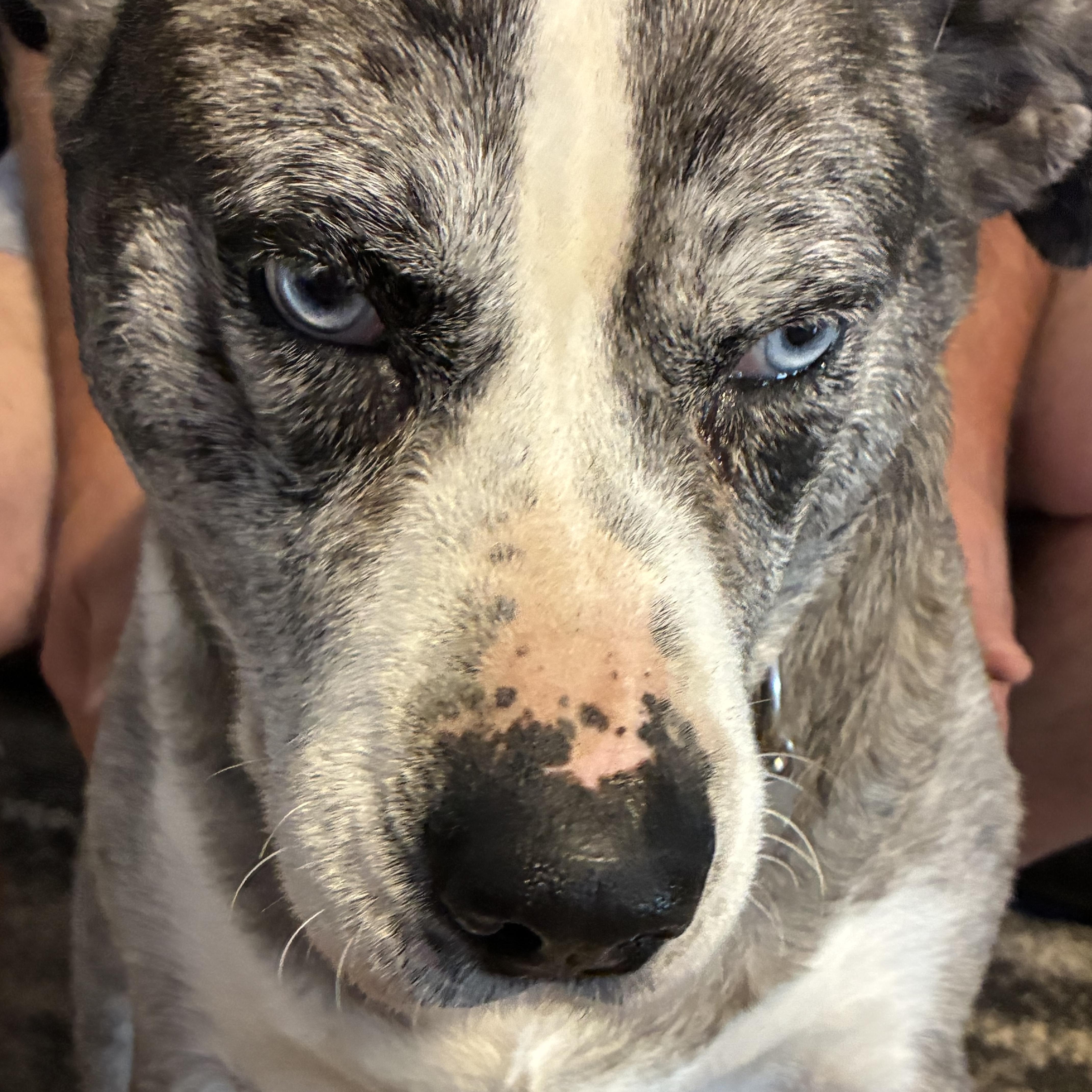 Enlarge Bella, a ADOPTABLE mixed breed in Woodruff, SC image 3/6