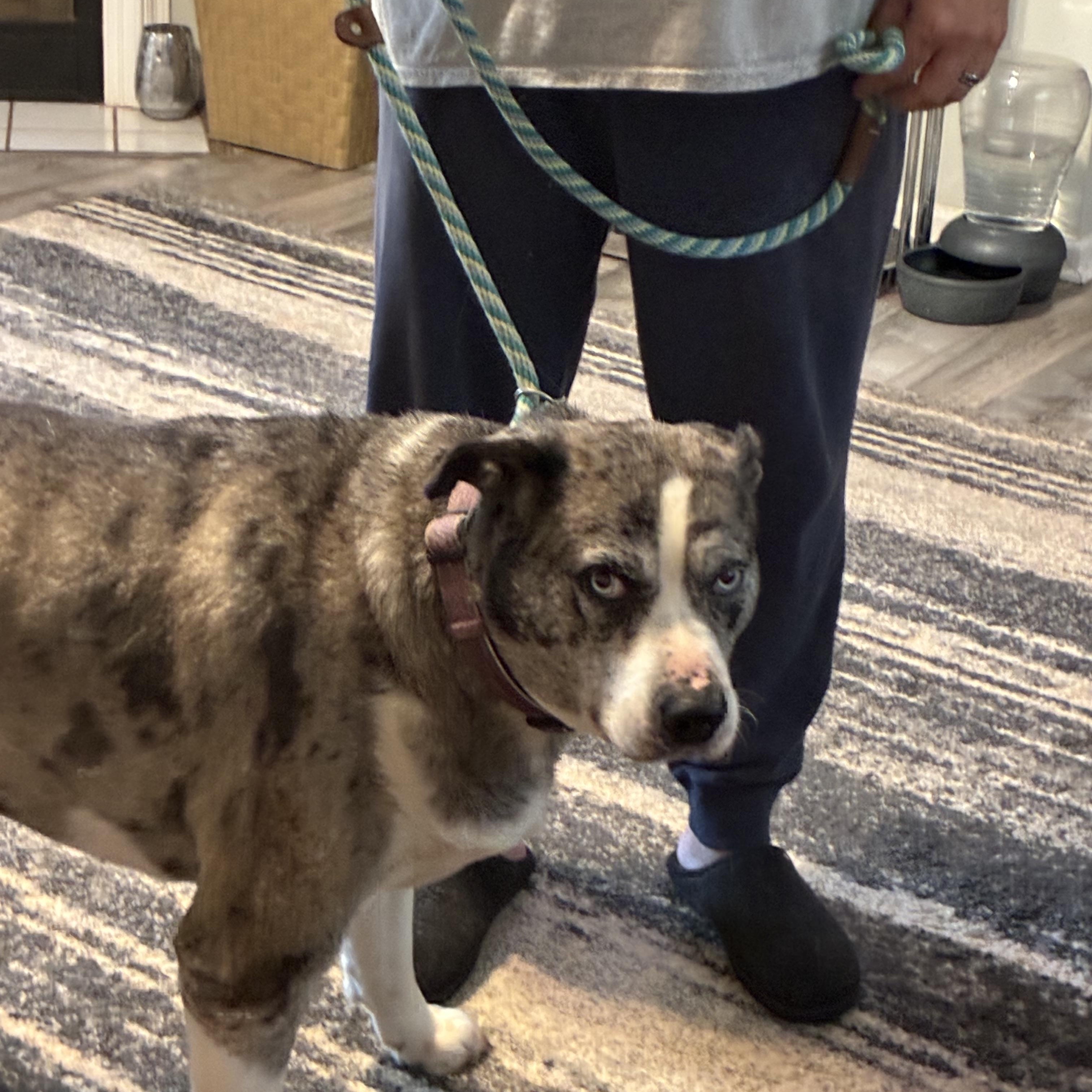 Enlarge Bella, a ADOPTABLE mixed breed in Woodruff, SC image 5/6