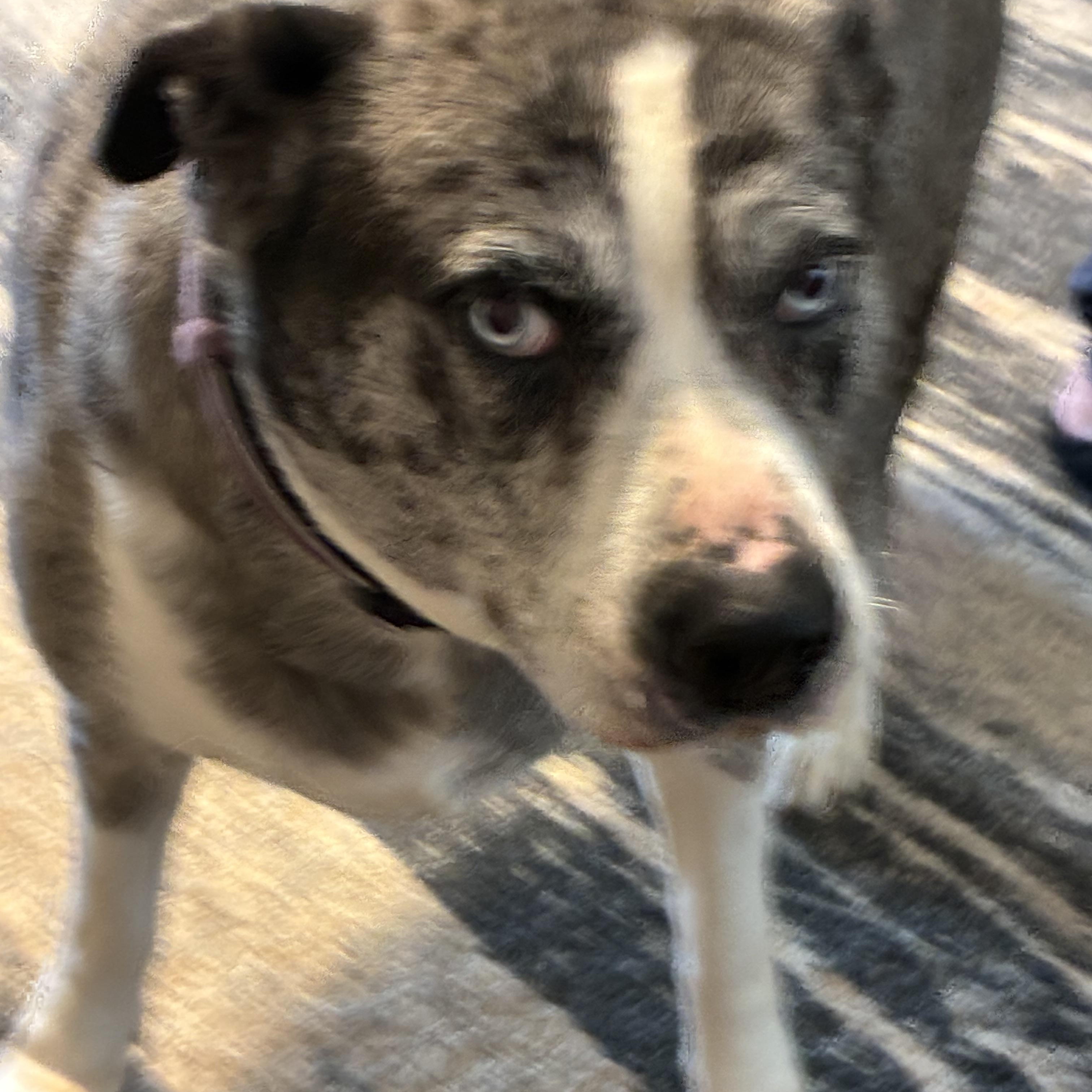 Enlarge Bella, a ADOPTABLE mixed breed in Woodruff, SC image 4/6