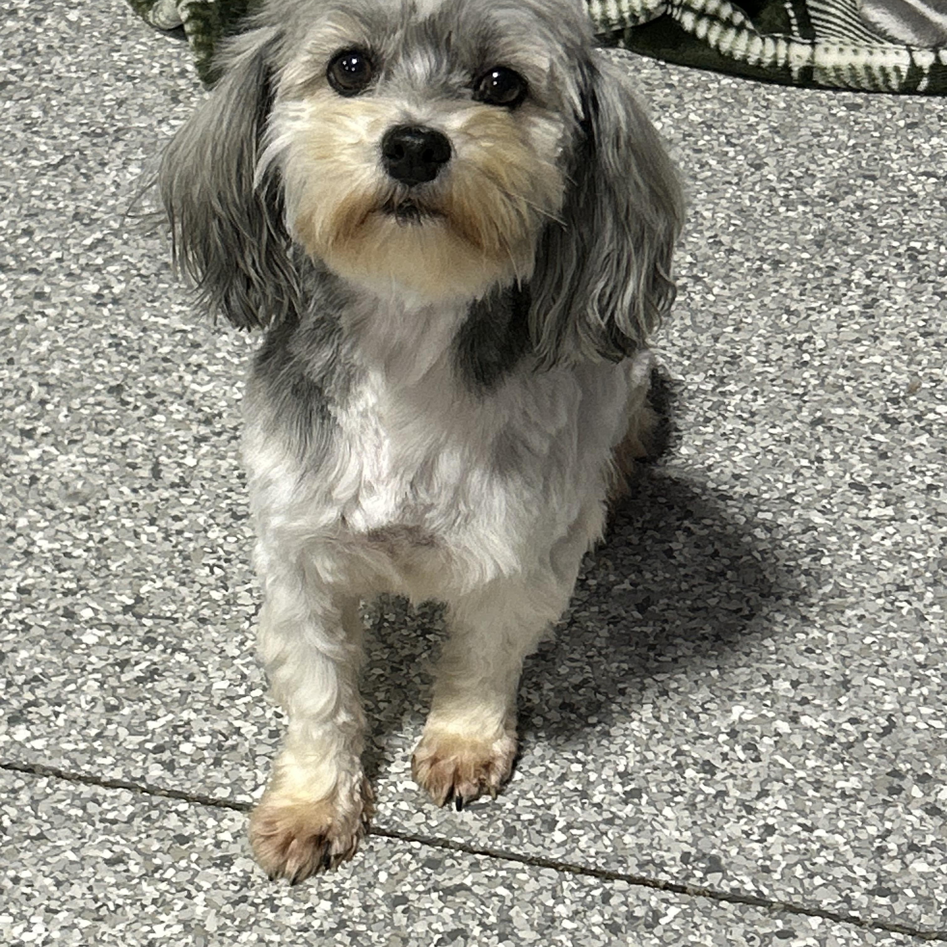 Enlarge Bella, a Adoptable Havanese in Antwerp, OH image 2/5