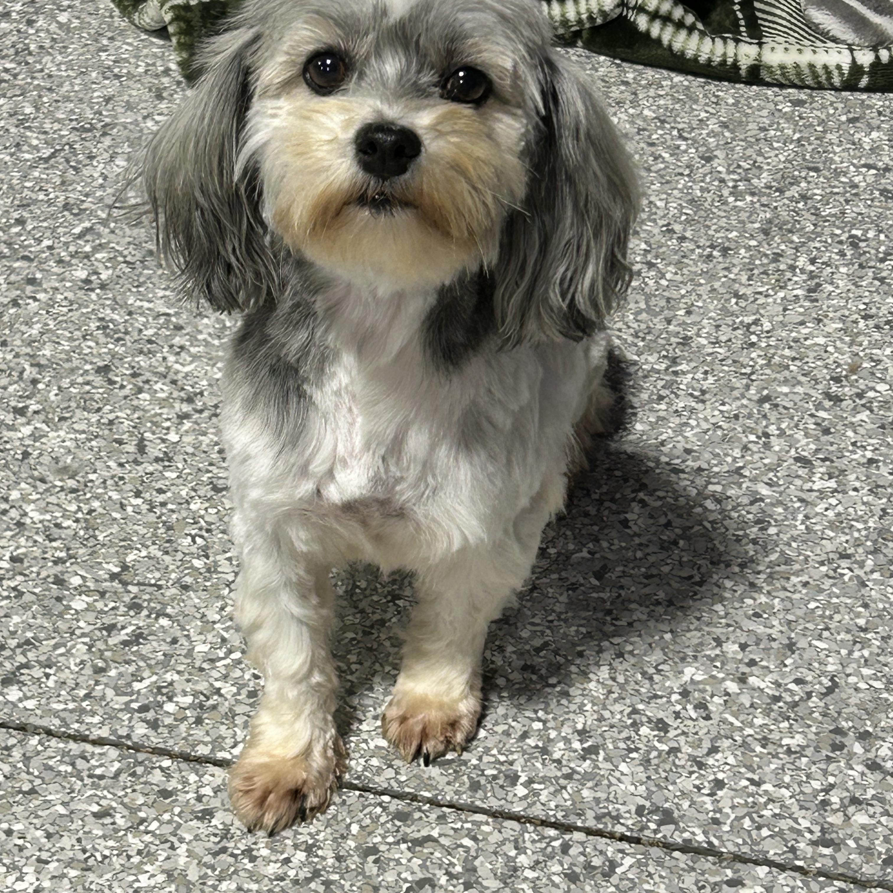 Enlarge Bella, a Adoptable Havanese in Antwerp, OH image 5/5