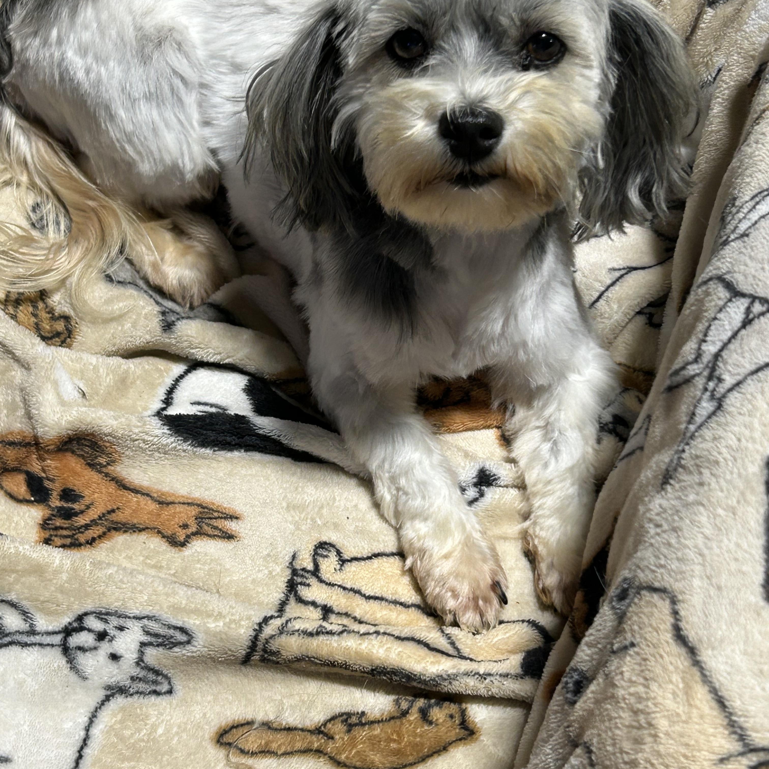 Enlarge Bella, a Adoptable Havanese in Antwerp, OH image 4/5