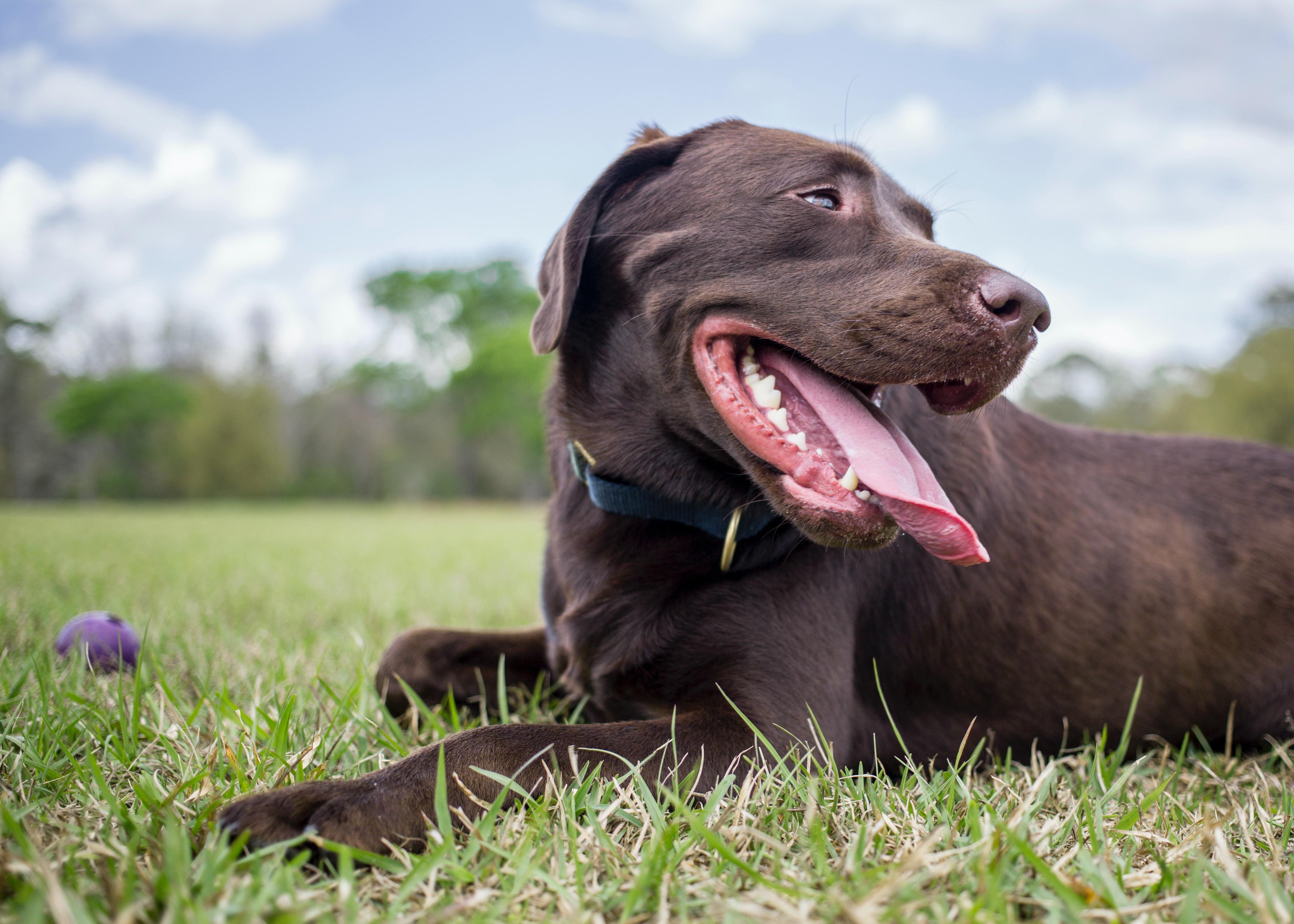 Lambchop-testpet-notadoptable, Adoptable, Young Male Black Labrador Retriever.