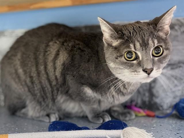 KIKI, Adoptable, Senior Female Domestic Short Hair & Domestic Short Hair.
