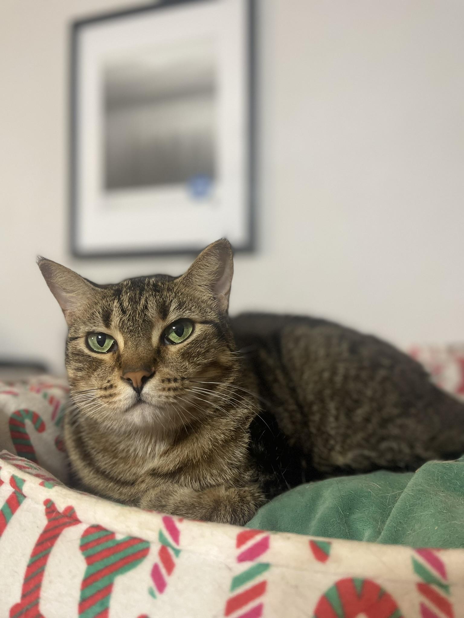 Chip, ADOPTABLE, Adult Male American Shorthair.