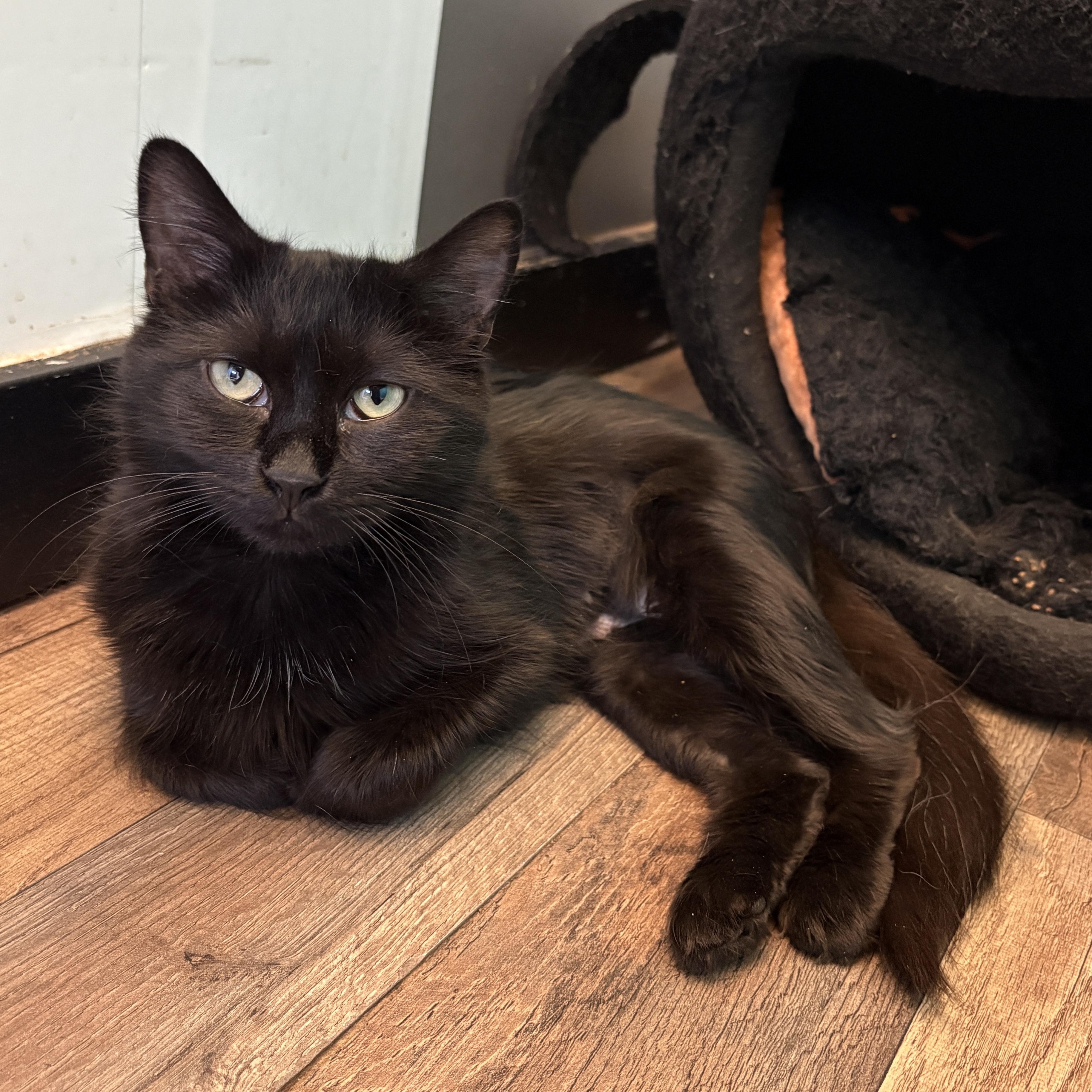 Enlarge Skellie, a ADOPTABLE Domestic Long Hair in Asheville, NC image 1/1