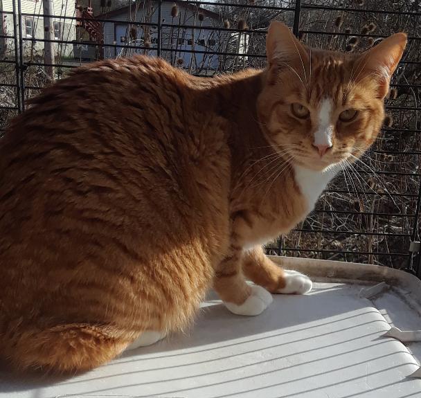 The Unknown Soldier, a Adoptable Domestic Short Hair in Millerton, PA image 4/5