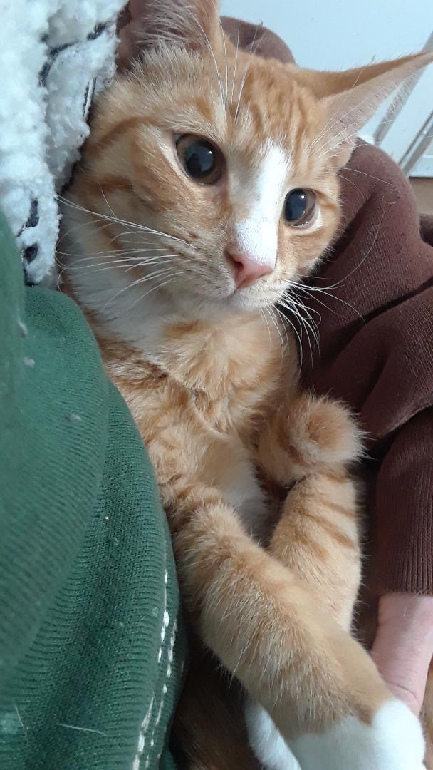 The Unknown Soldier, a Adoptable Domestic Short Hair in Millerton, PA image 5/5