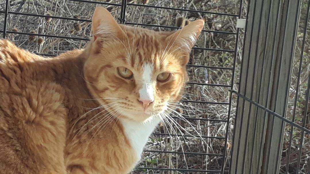 The Unknown Soldier, Adoptable, Adult Male Domestic Short Hair.