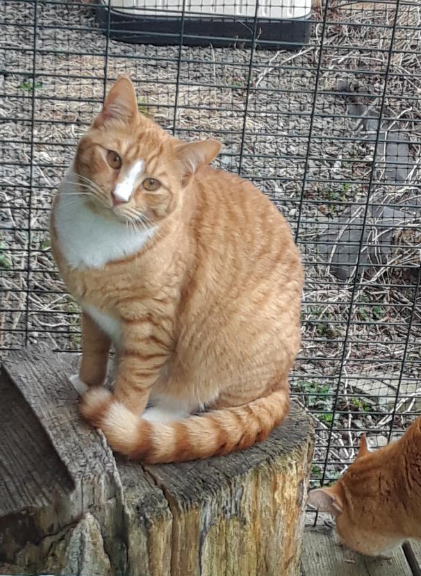 The Unknown Soldier, a Adoptable Domestic Short Hair in Millerton, PA image 2/5
