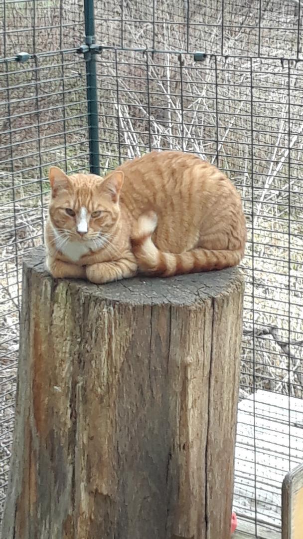 The Unknown Soldier, a Adoptable Domestic Short Hair in Millerton, PA image 3/5