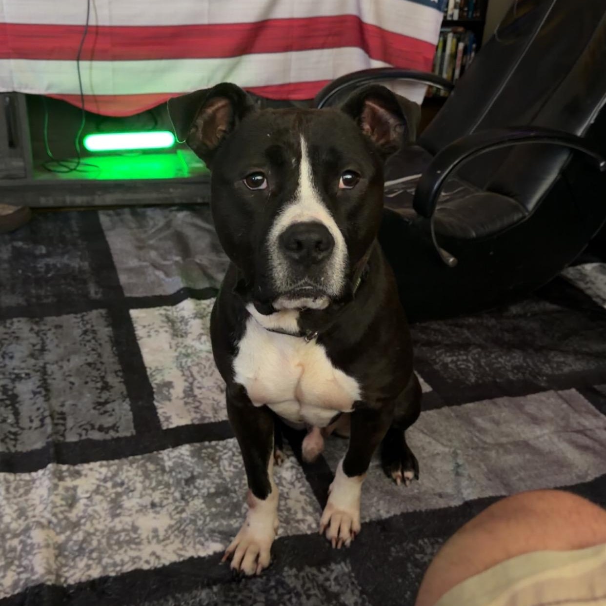 Enlarge Tux, a ADOPTABLE Pit Bull Terrier in Peotone, IL image 4/6