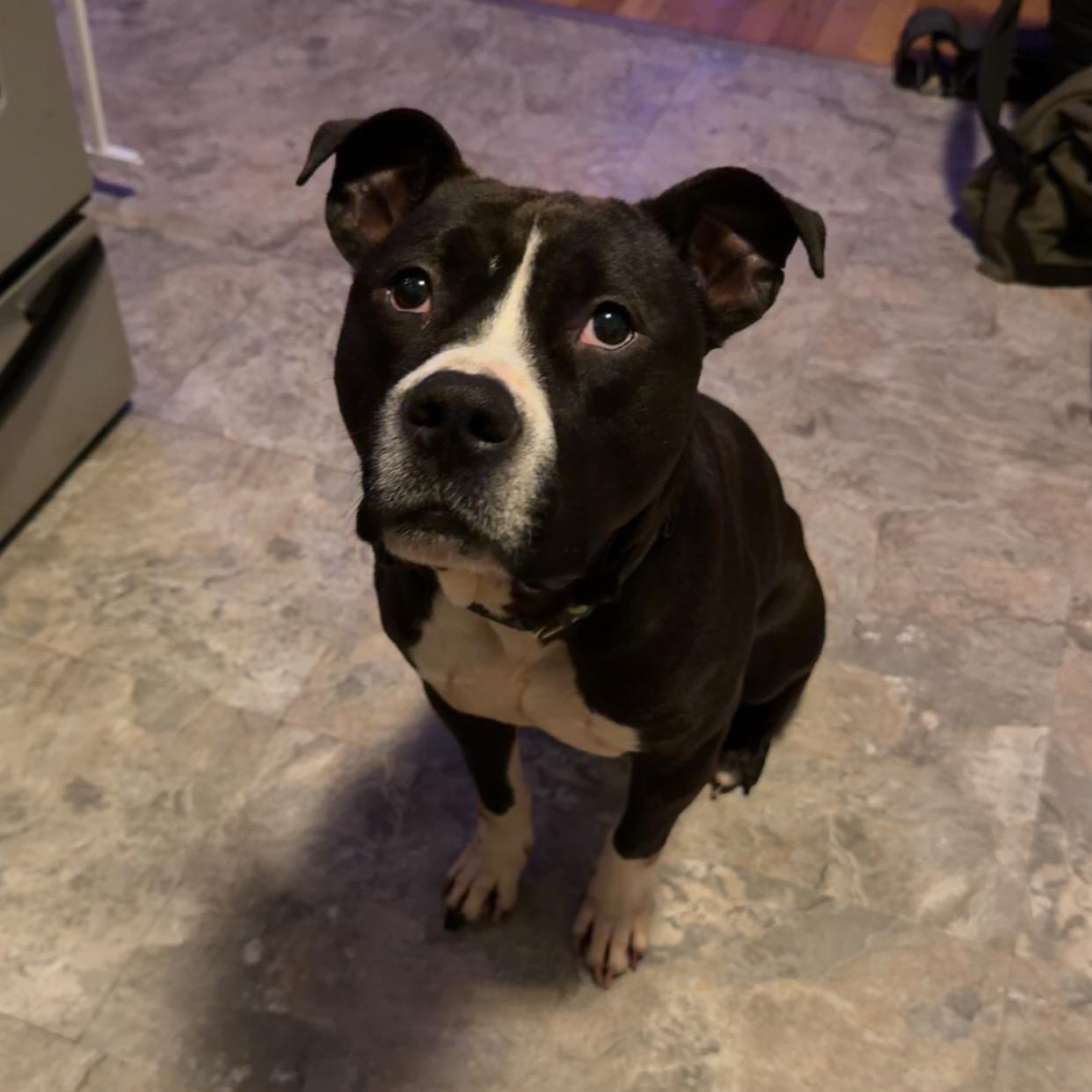 Tux, ADOPTABLE, Senior Male Pit Bull Terrier.