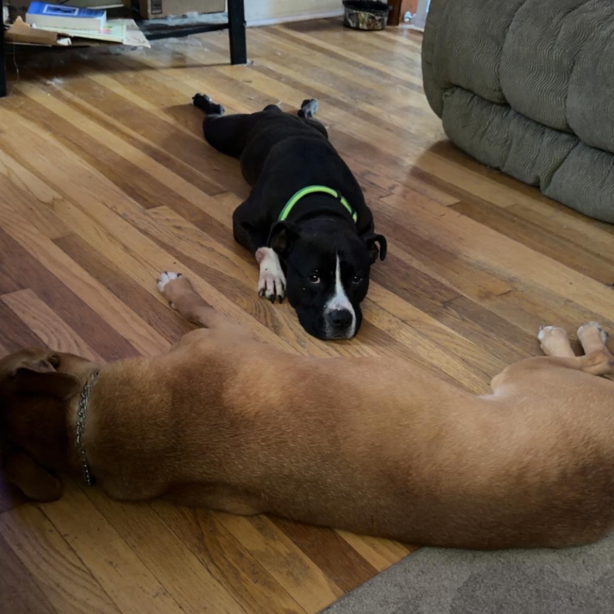 Enlarge Tux, a ADOPTABLE Pit Bull Terrier in Peotone, IL image 6/6